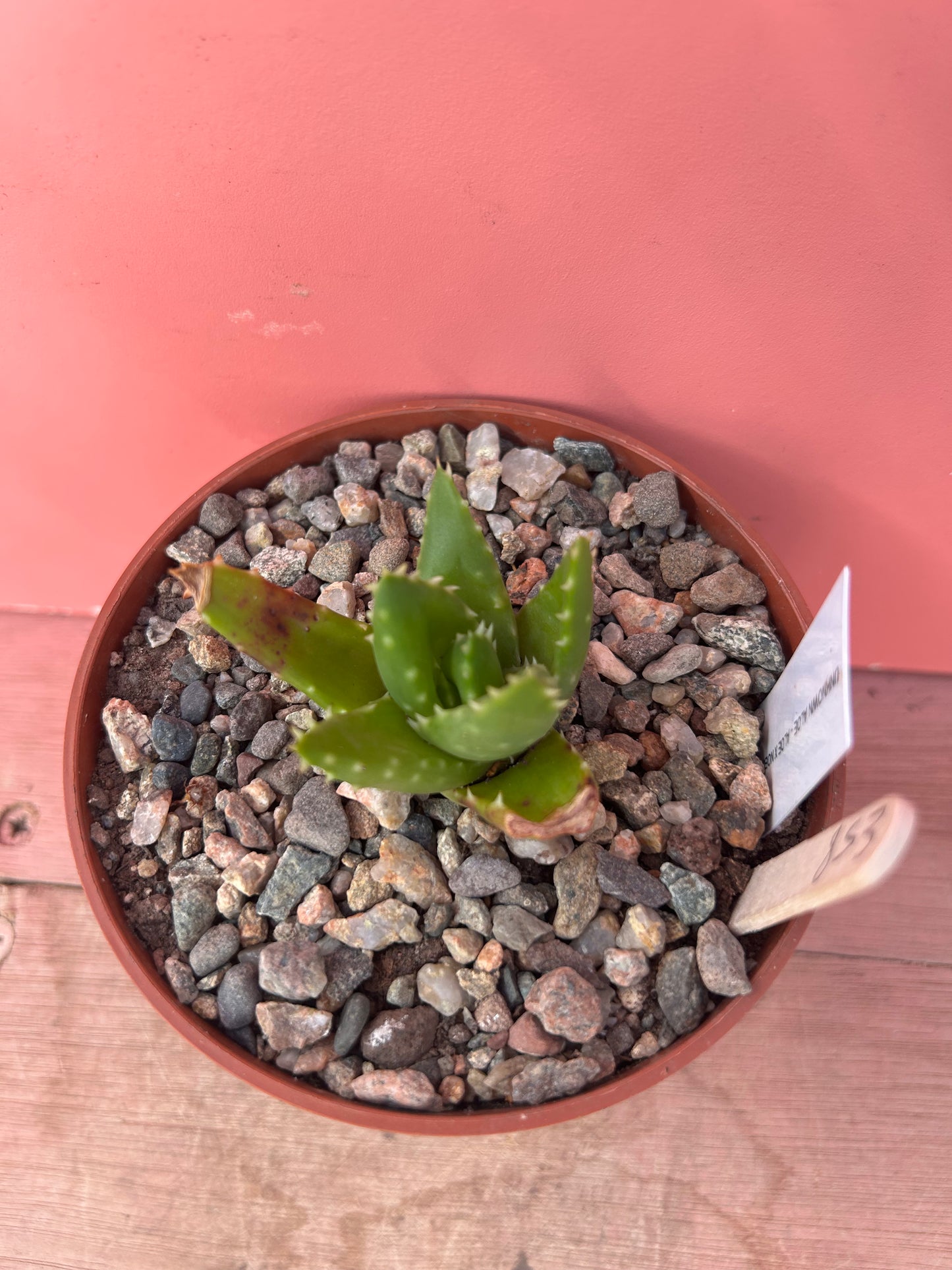 Aloe mitriformis (853)