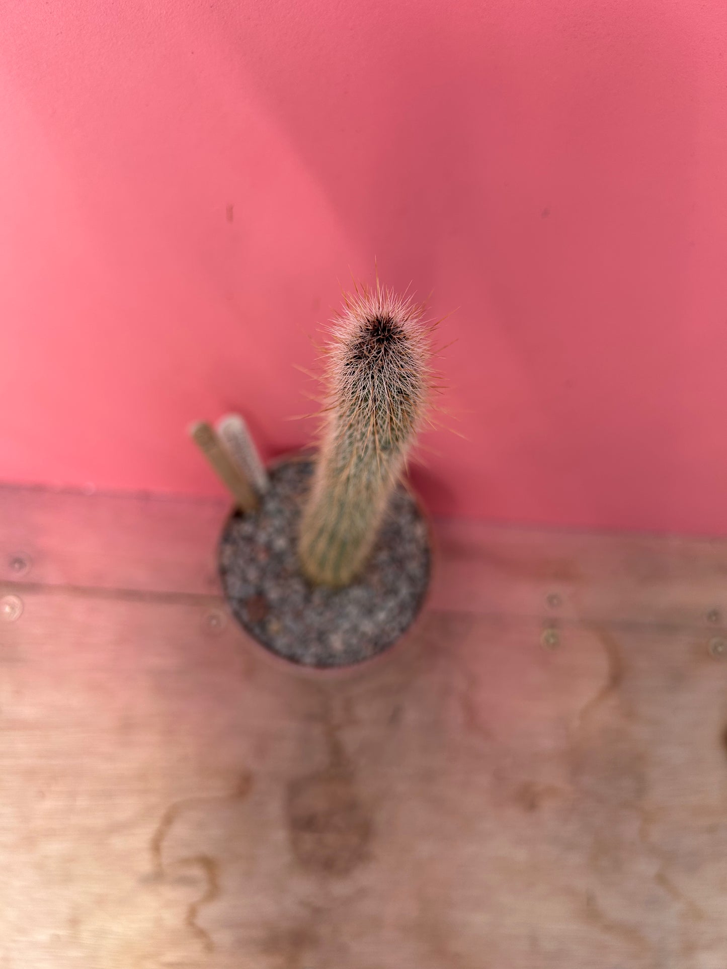 Cleistocactus paraguariensis (854)