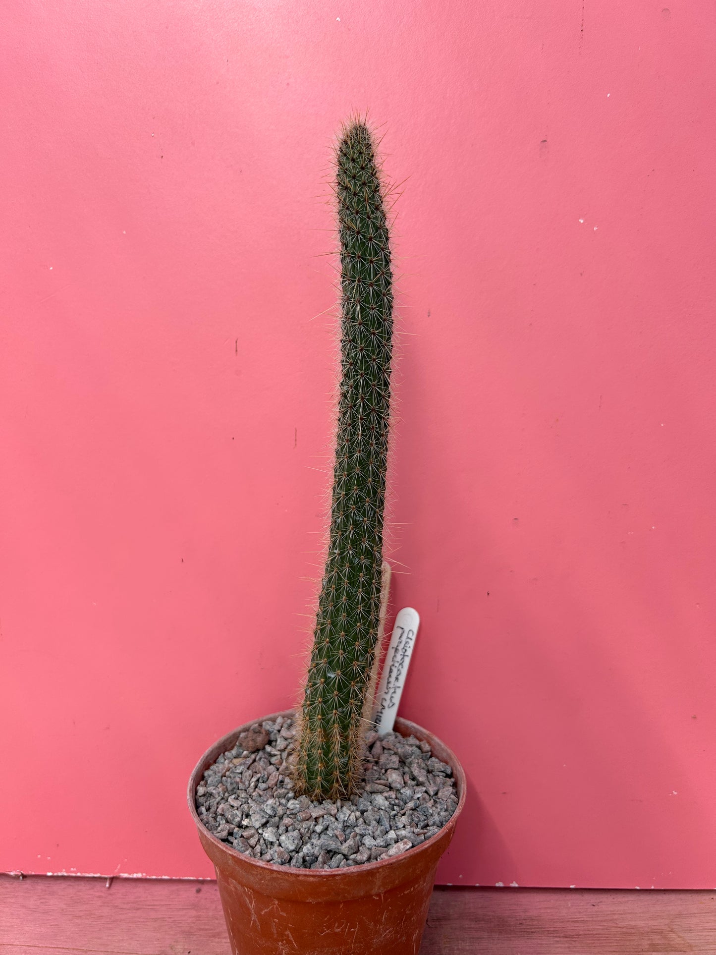Cleistocactus paraguariensis (854)