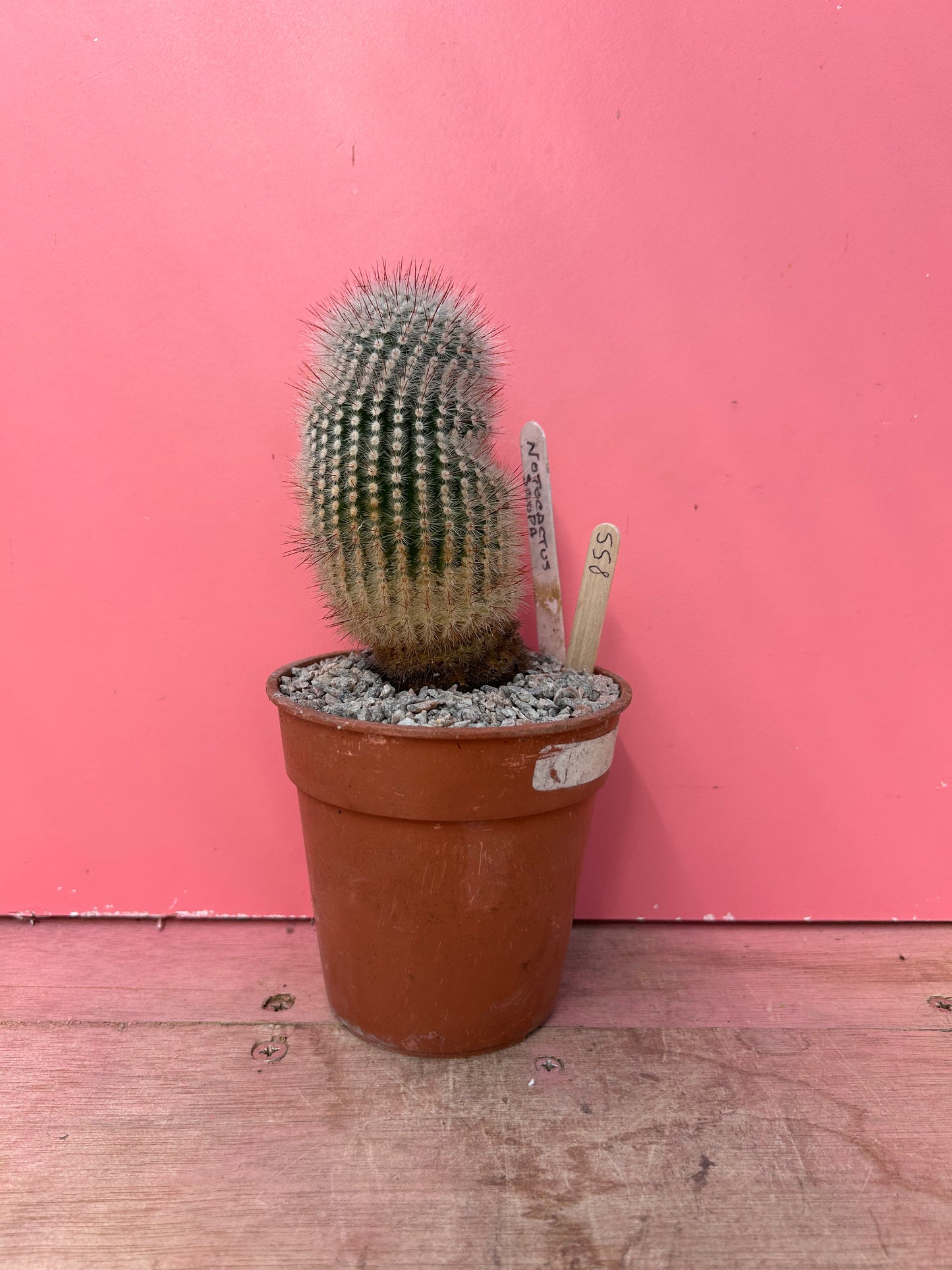 Notocactus scopa (855)