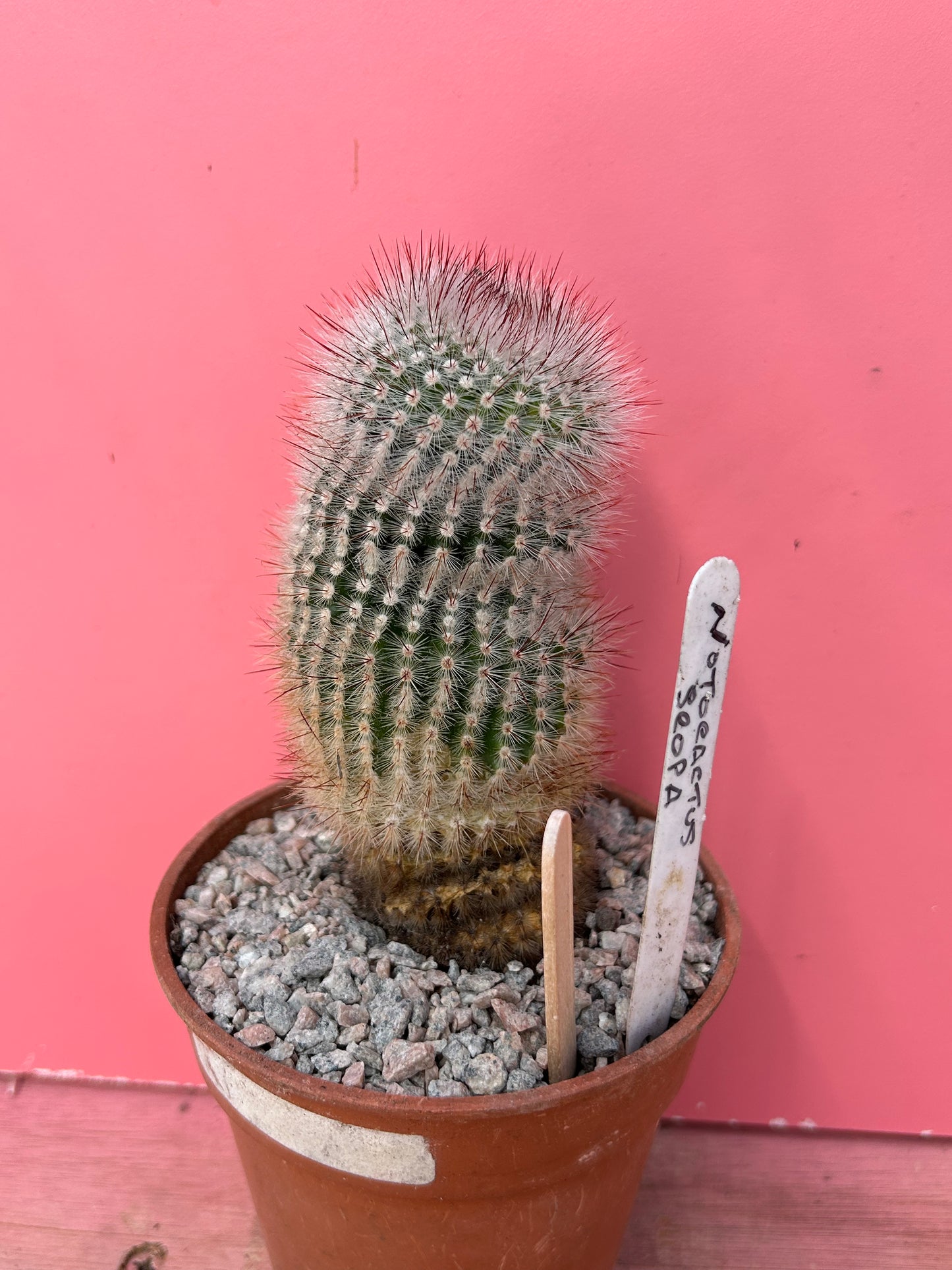 Notocactus scopa (855)