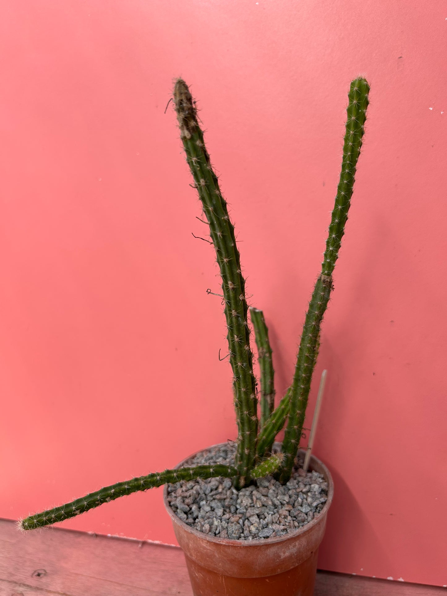 Aporocactus 'Rats Tail Cactus' (856)