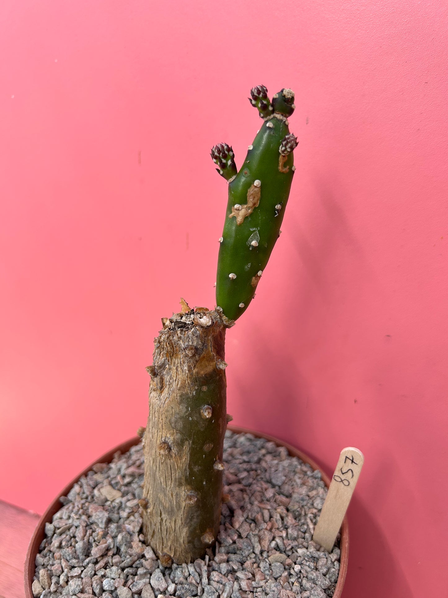 Opuntia quimilo (857)
