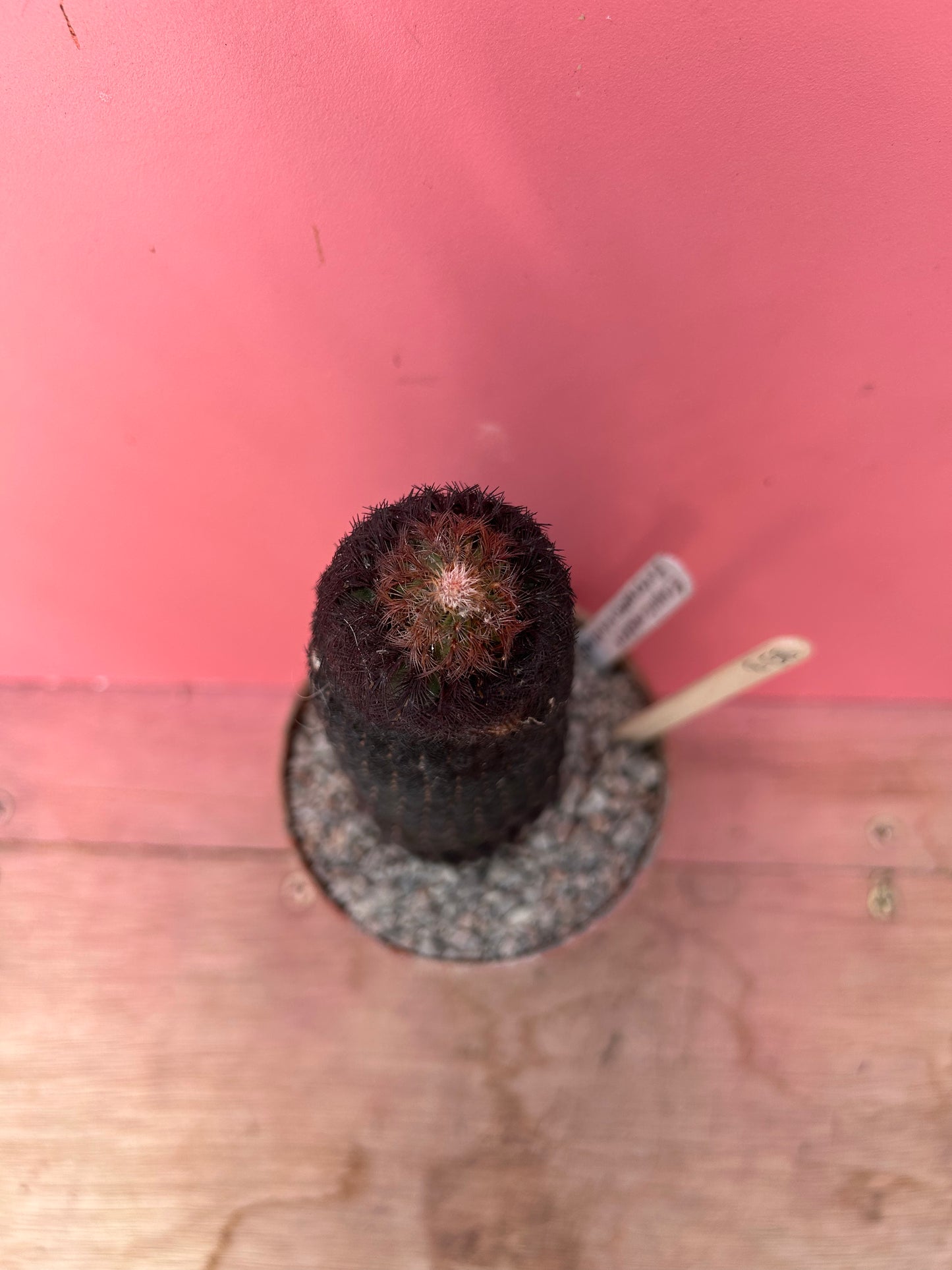 Echinocereus pectinatus rubrispinus (858)