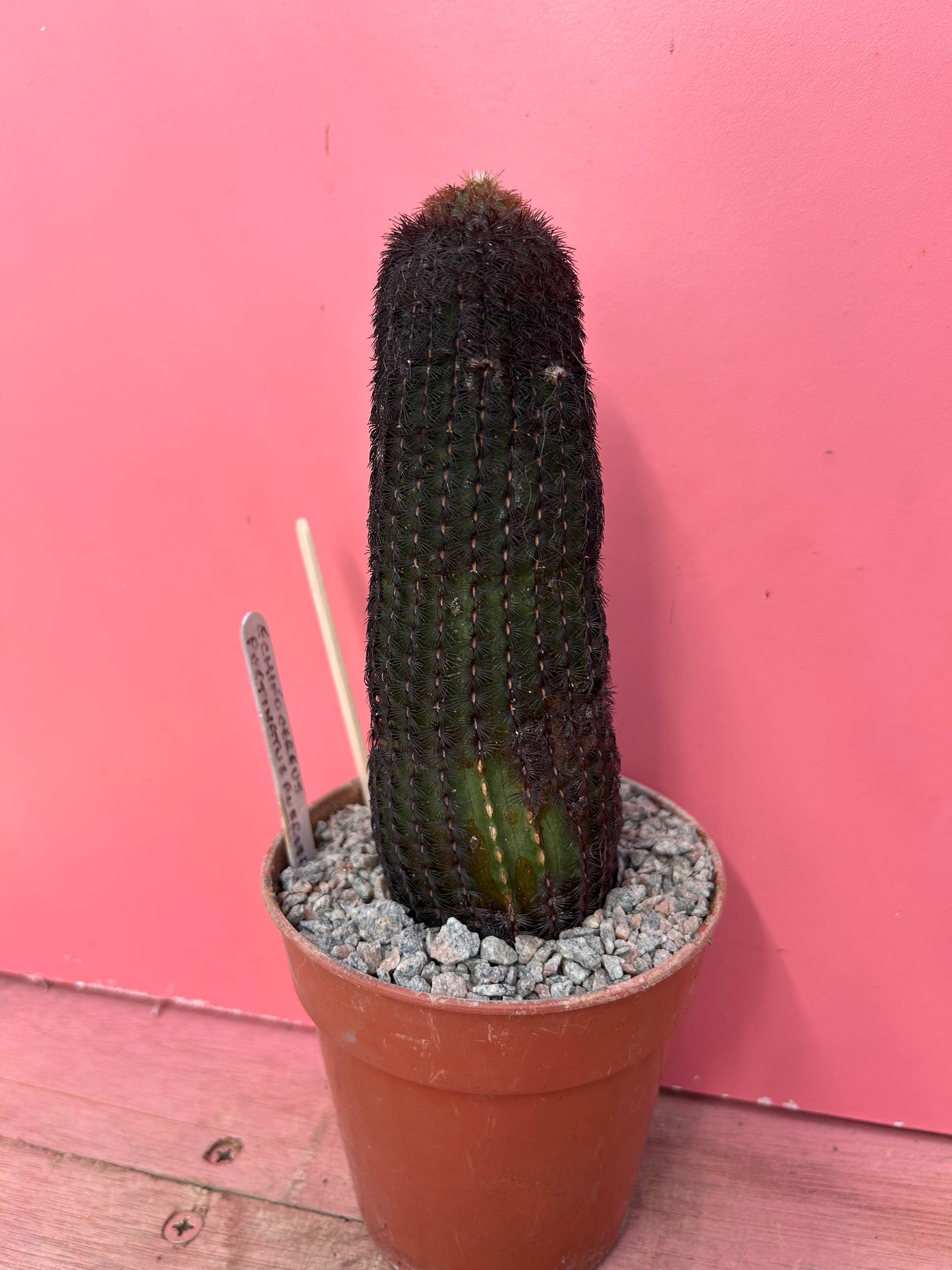 Echinocereus pectinatus rubrispinus (858)