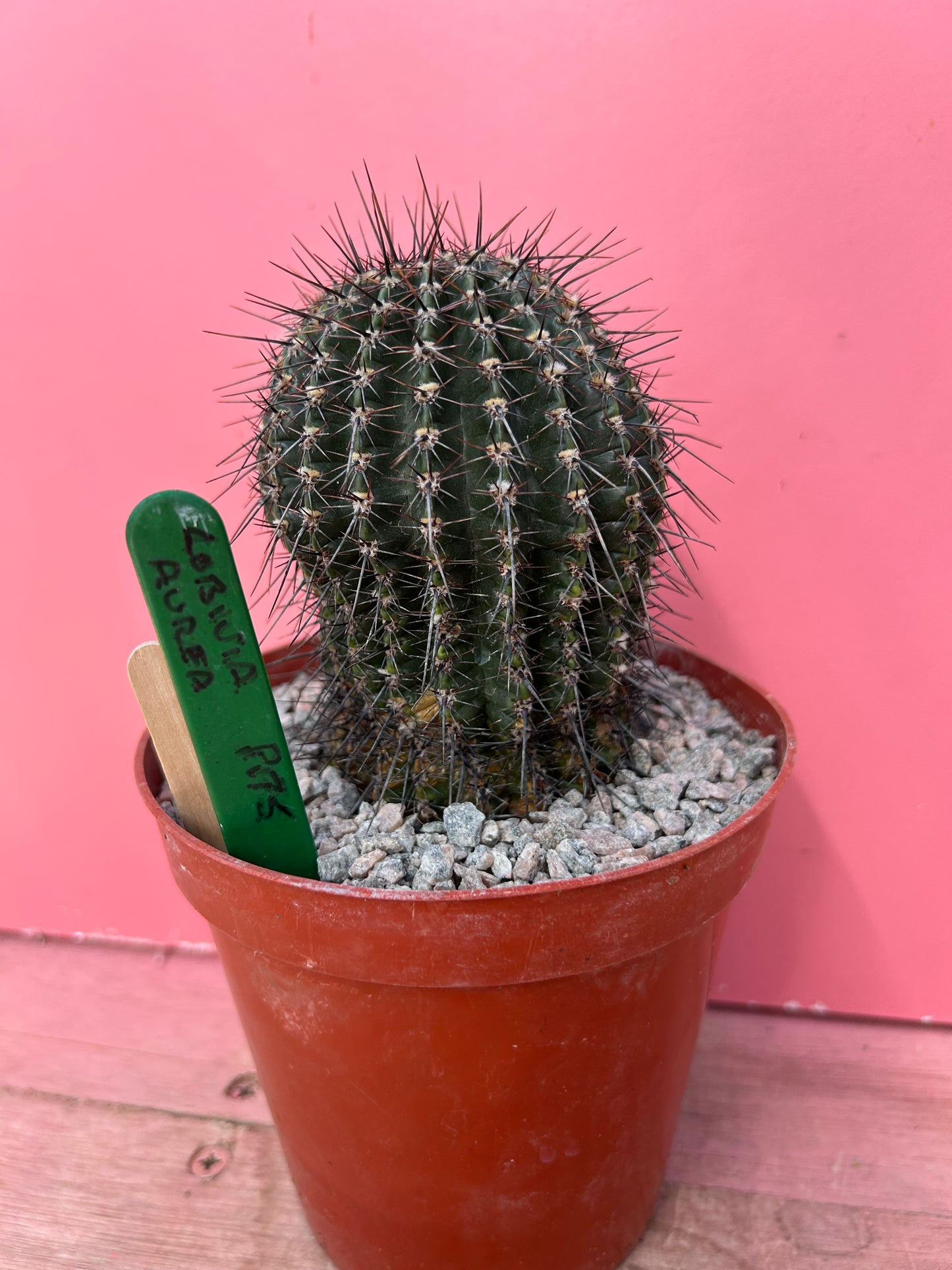 Lobivia aurea (859)