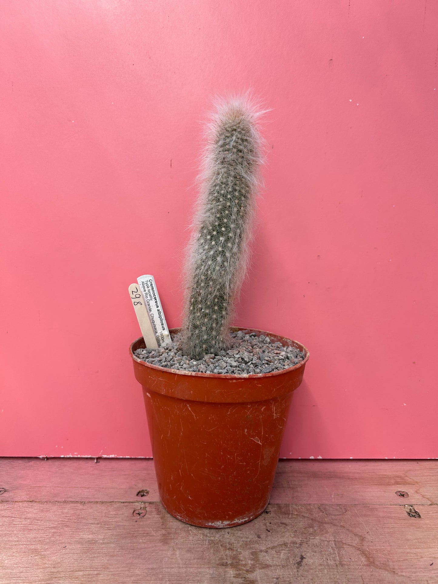 Cremnocereus albipilosus (862)