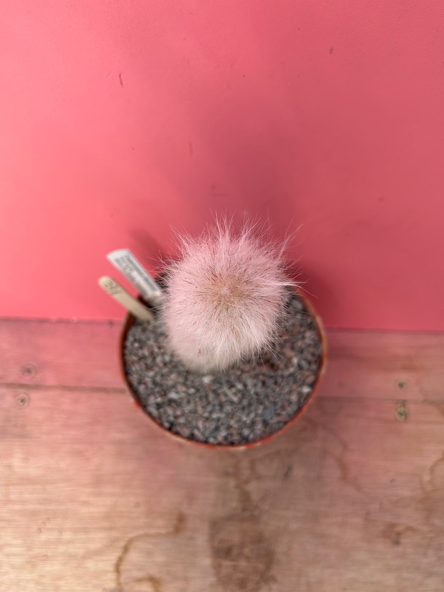 Cremnocereus albipilosus (862)