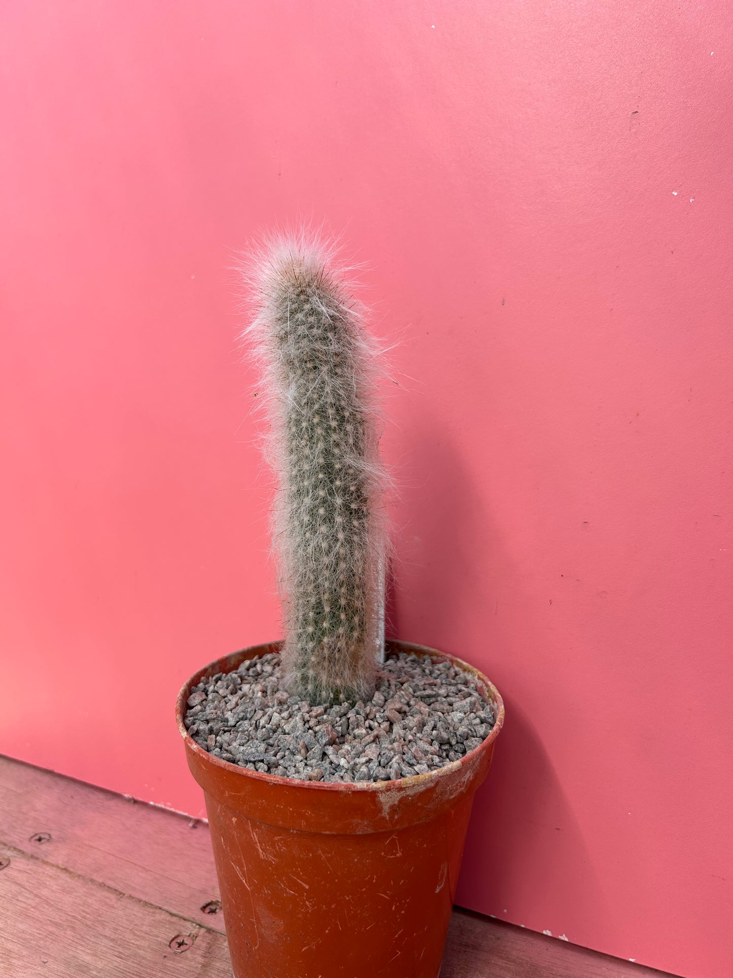 Cremnocereus albipilosus (862)