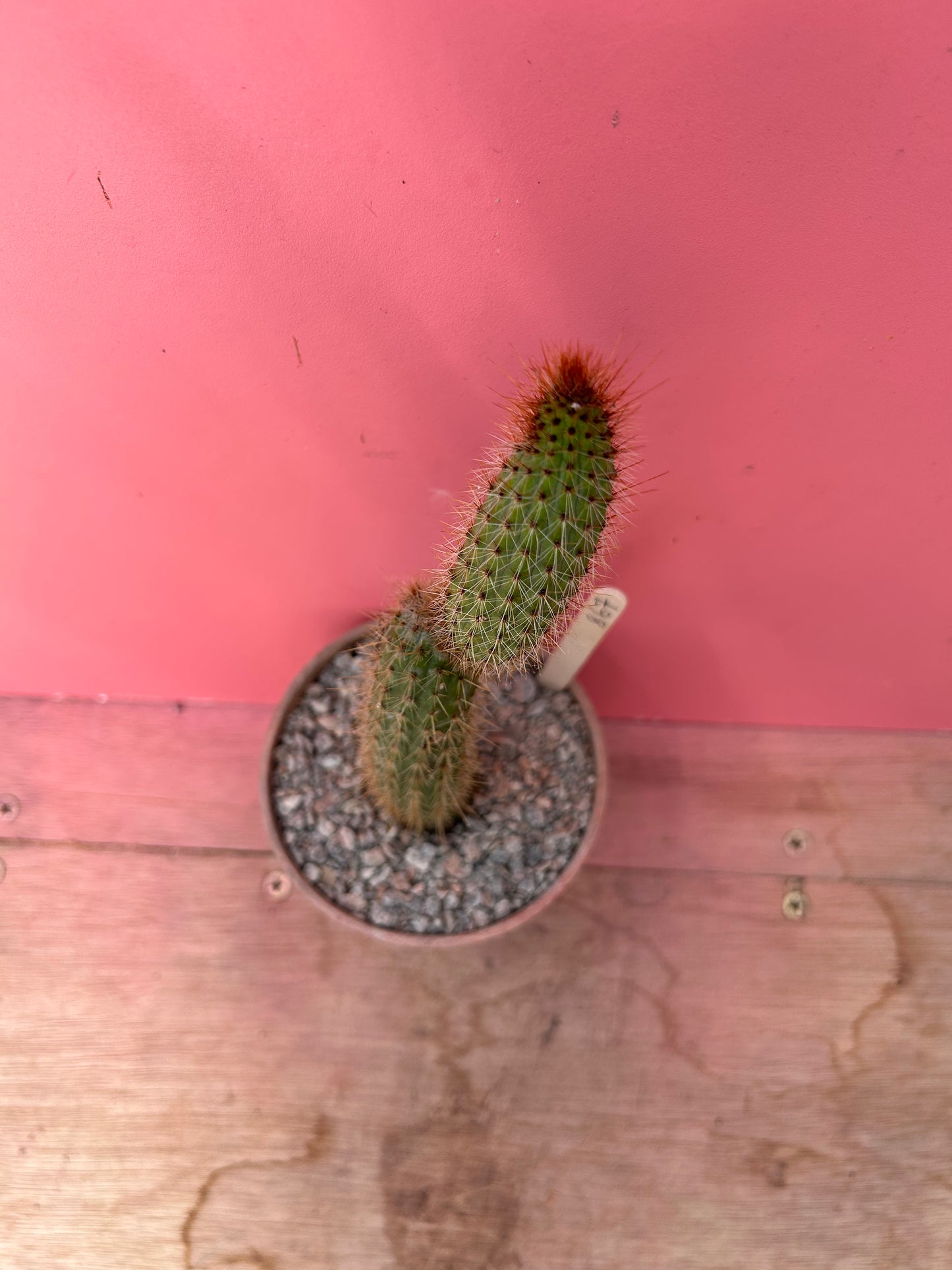 Cleistocactus species (864)