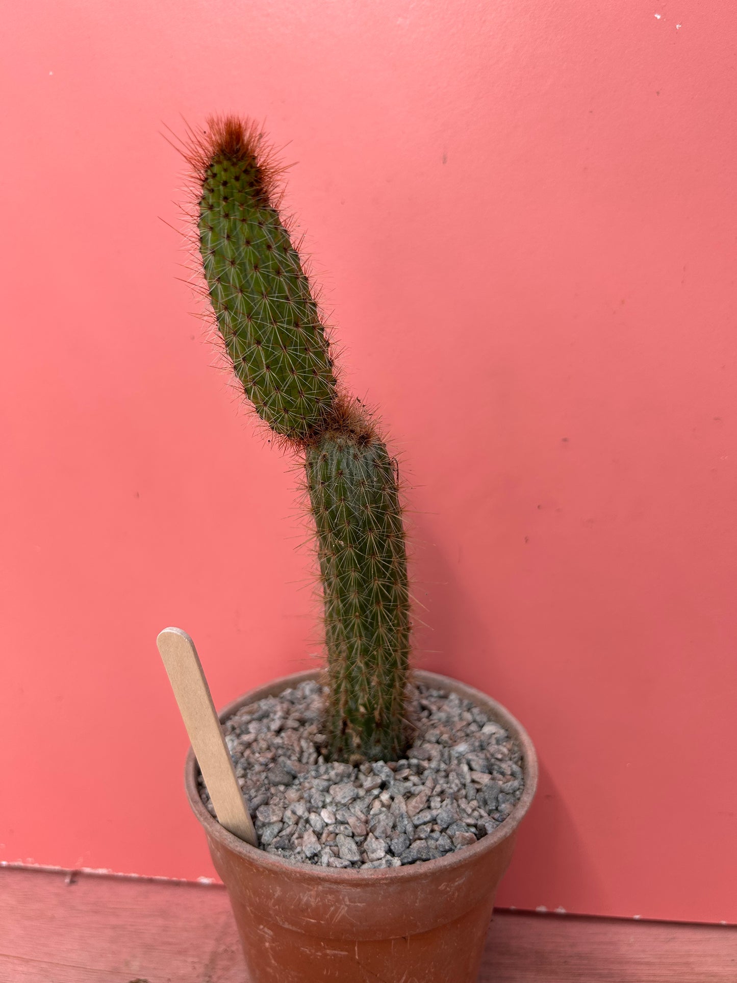 Cleistocactus species (864)