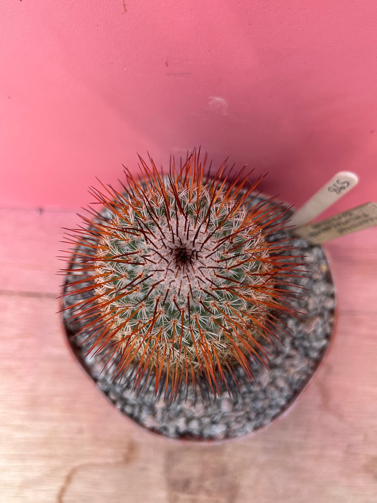 Mammillaria species (865)