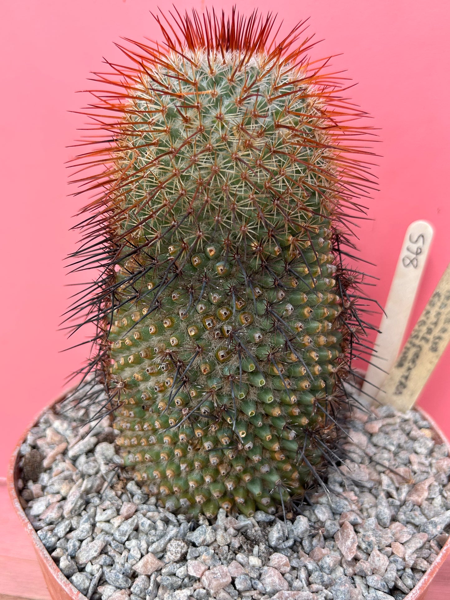 Mammillaria species (865)
