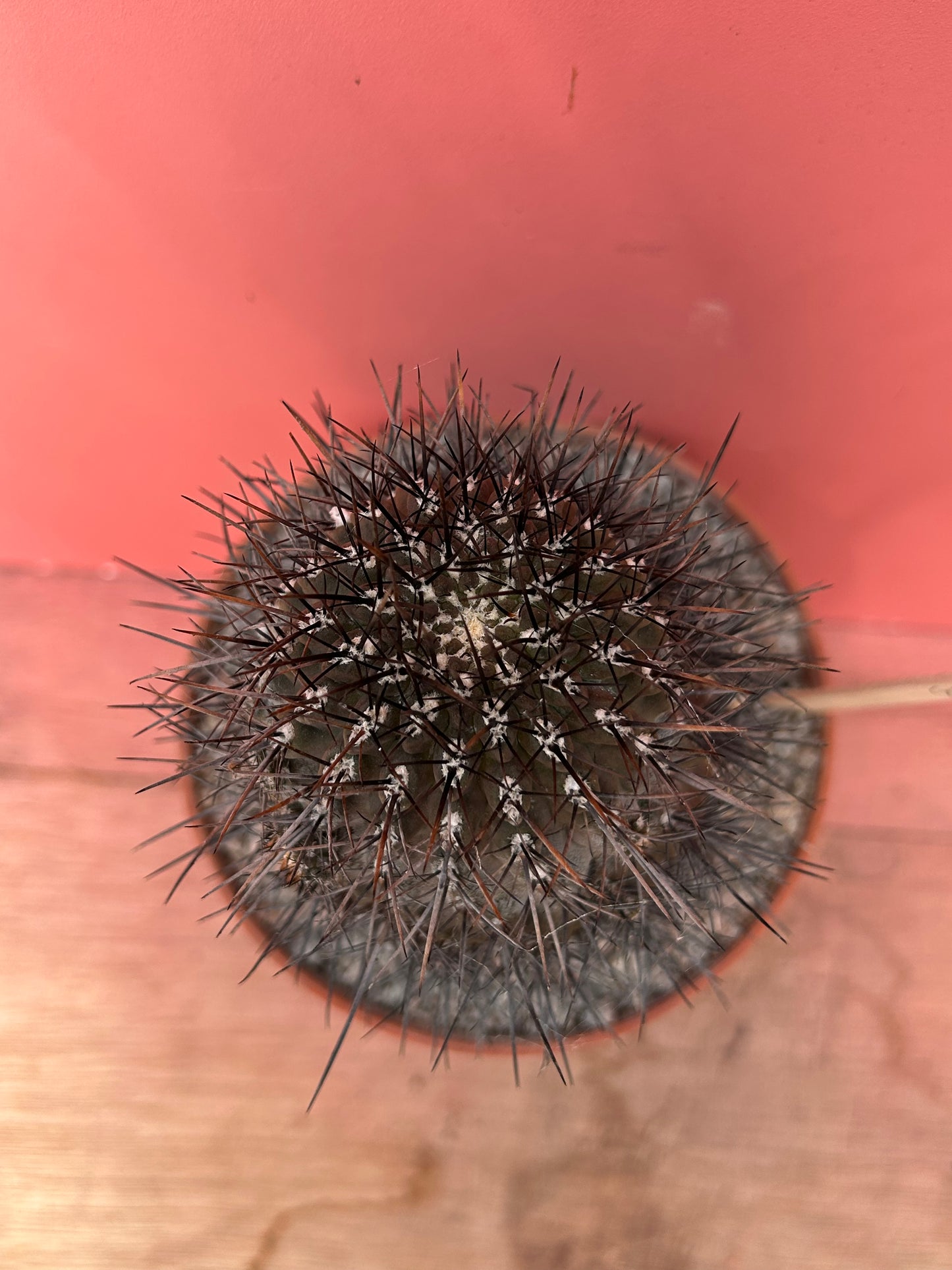 Neoporteria taltalensis (867)