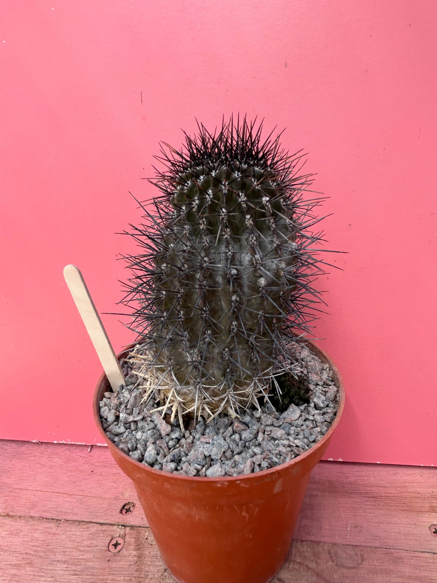 Neoporteria taltalensis (867)