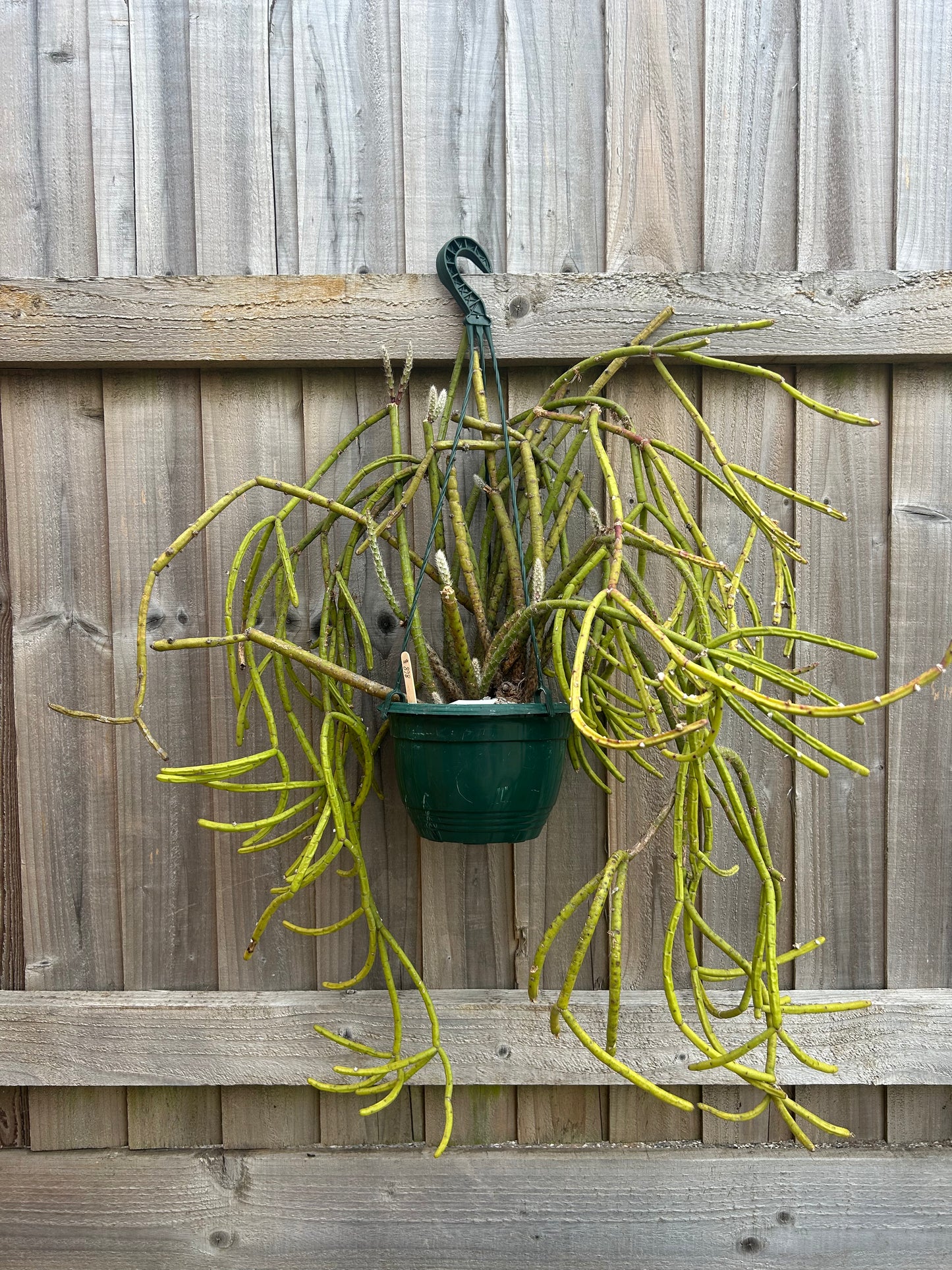 Rhipsalis dissimilis (868) COLLECTION ONLY