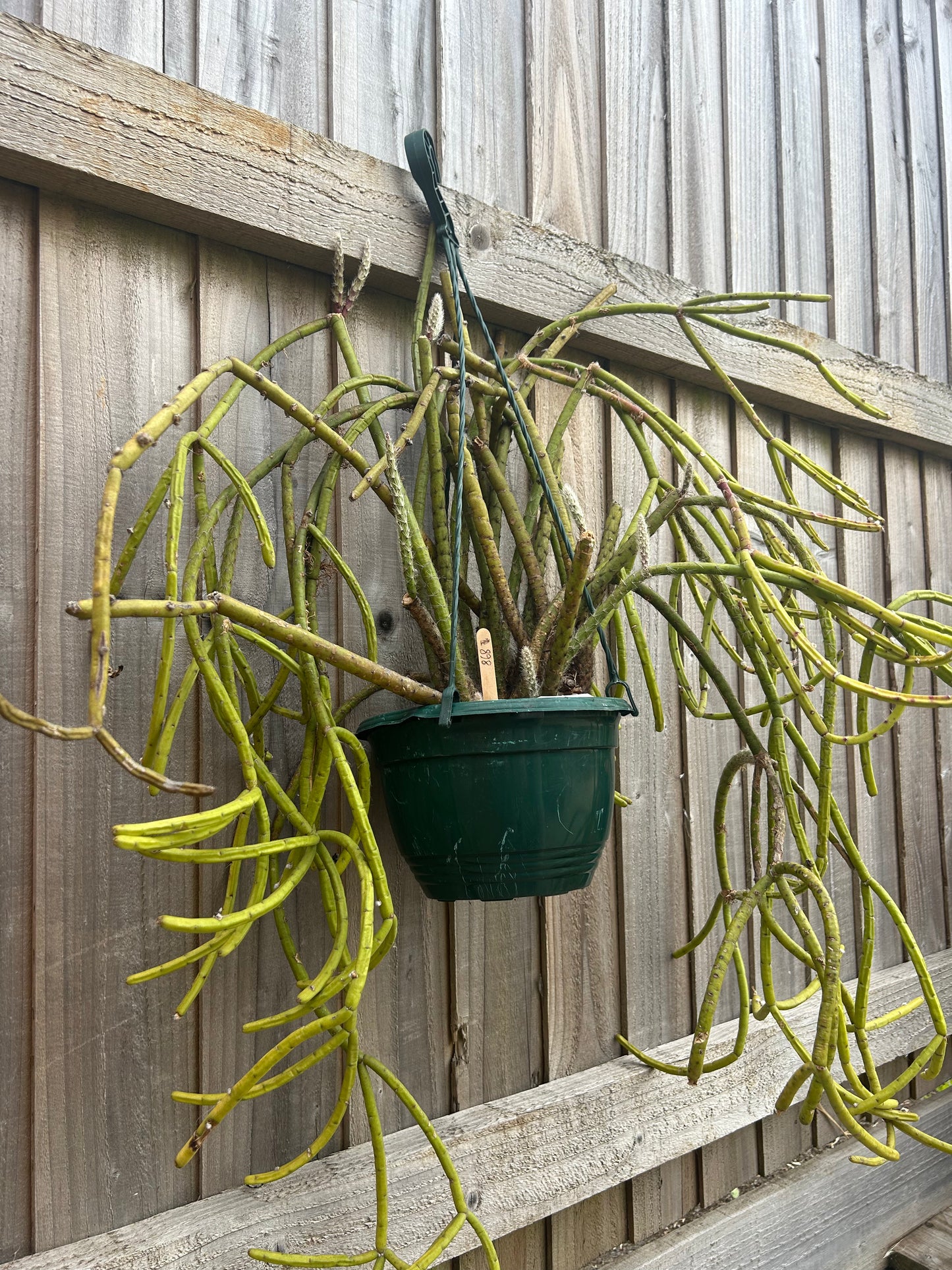 Rhipsalis dissimilis (868) COLLECTION ONLY