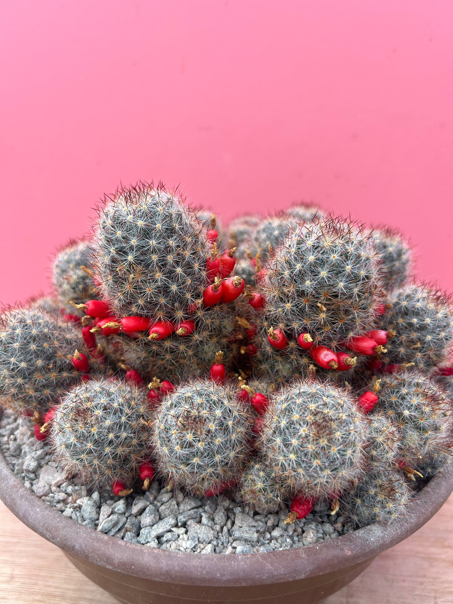 Mammilaria clump (870)