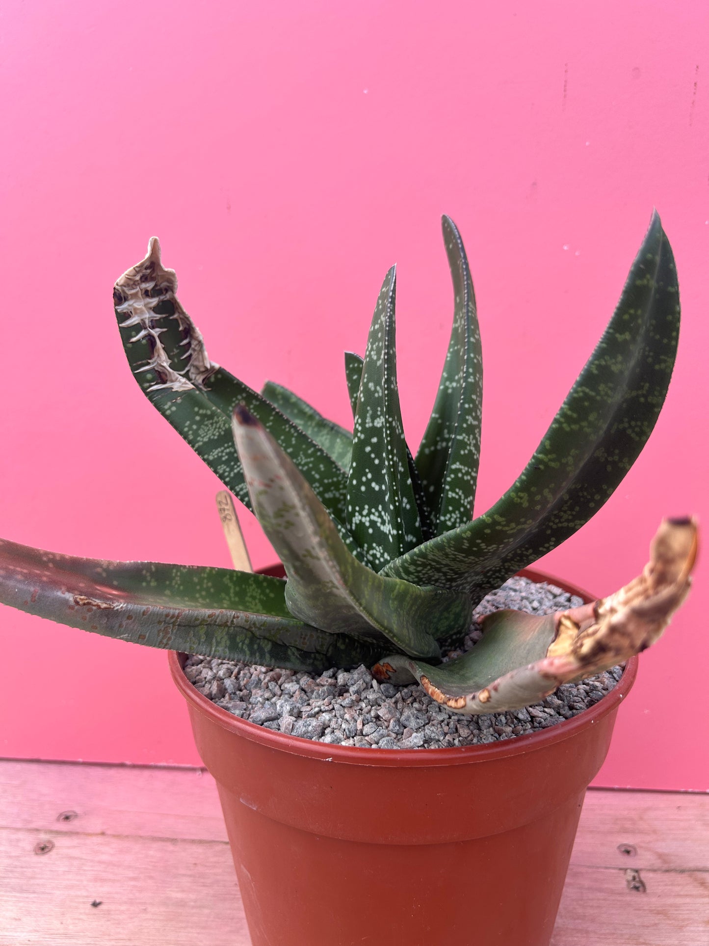 Gasteria species (872)