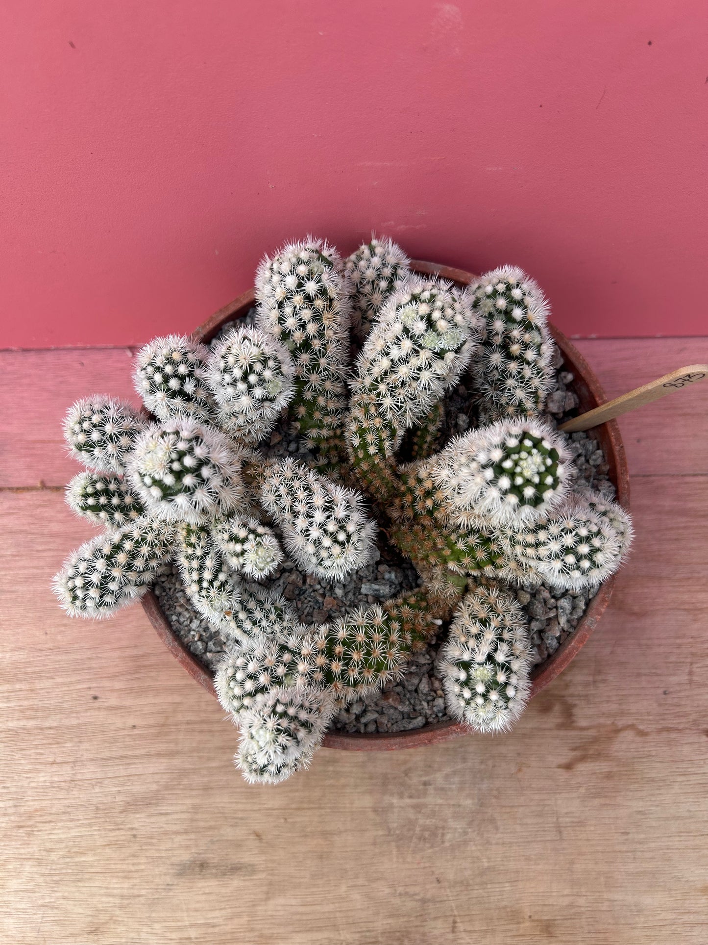 Mammillaria gracilis 'Snowcap' (873)