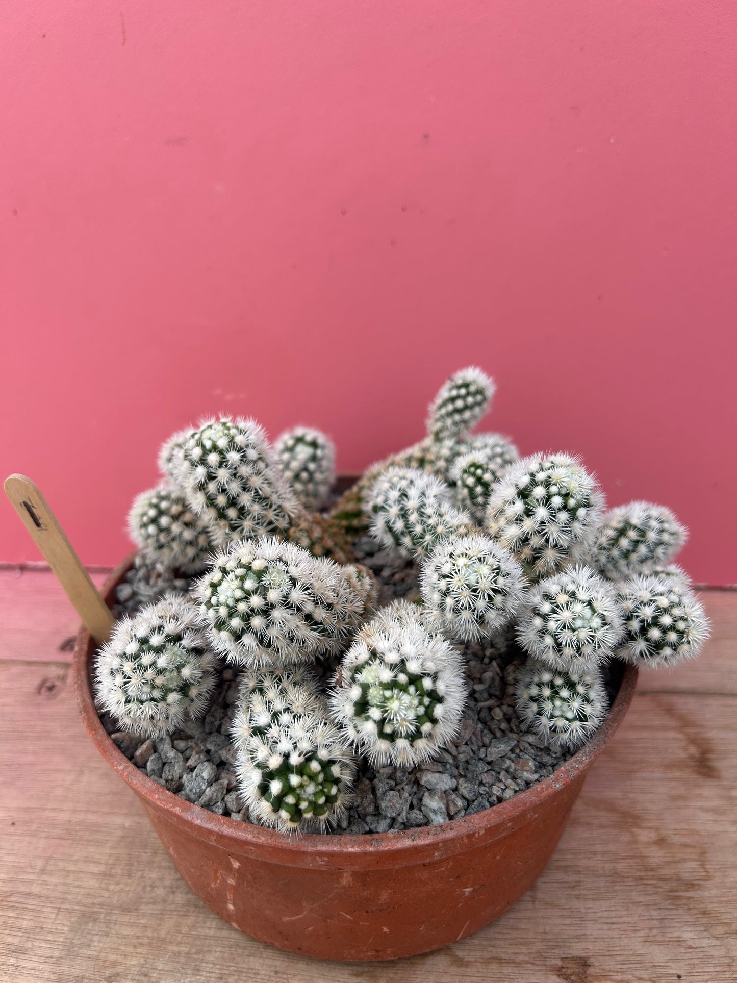 Mammillaria gracilis 'Snowcap' (873)
