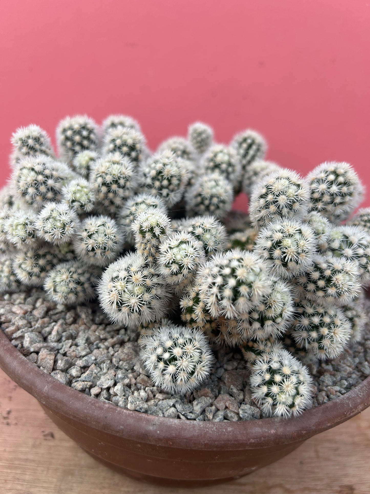 Mammillaria gracilis 'Snowcap' (874)