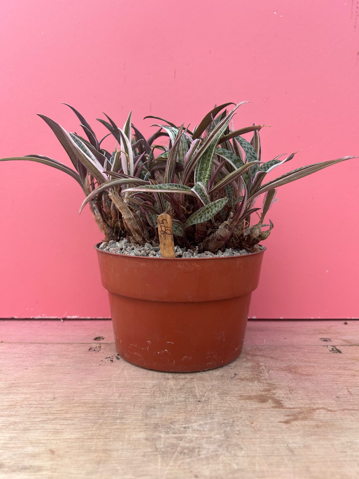 Ledebouria 'Silver Squill' variegata (875)