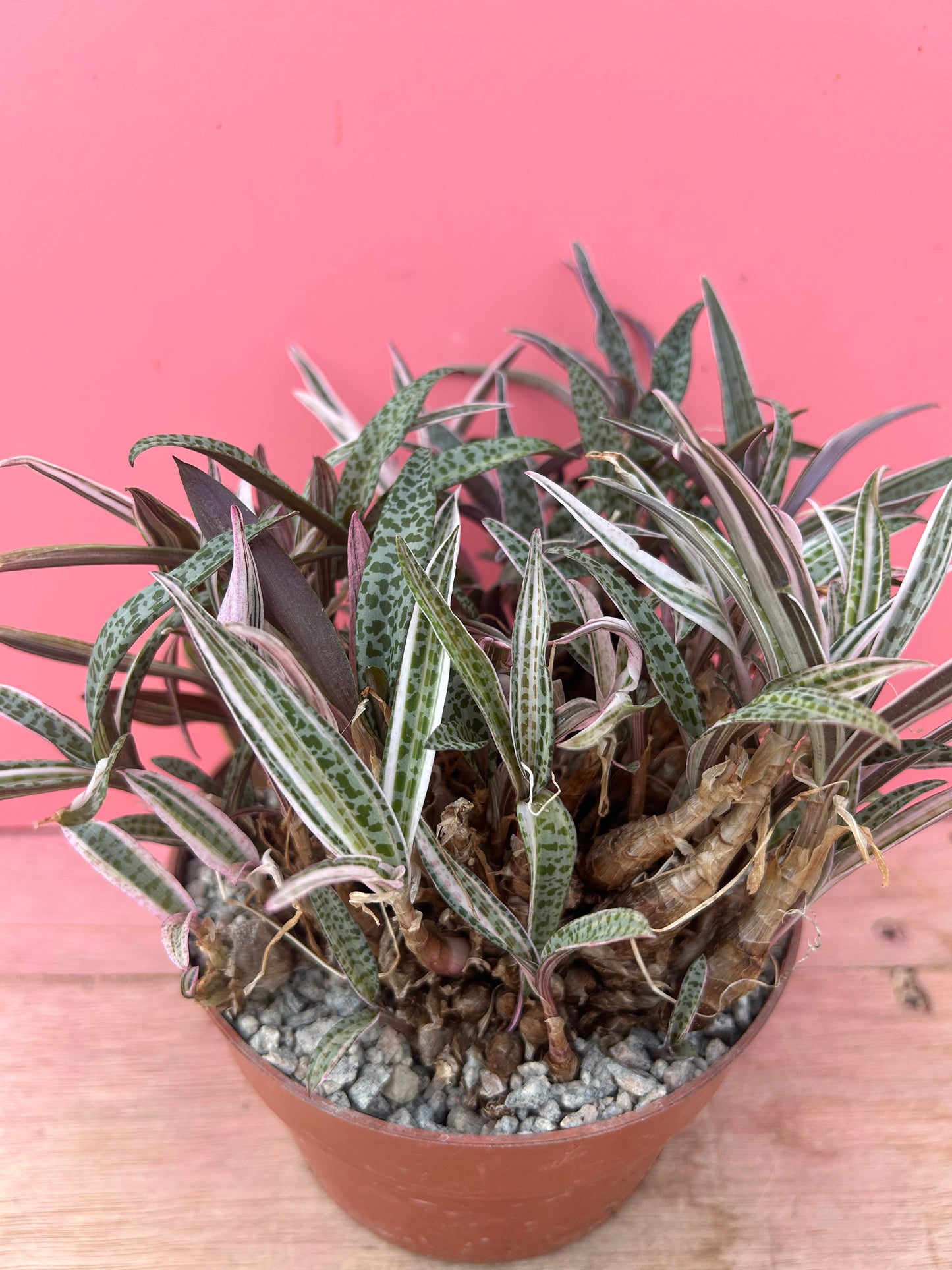 Ledebouria 'Silver Squill' variegata (875)