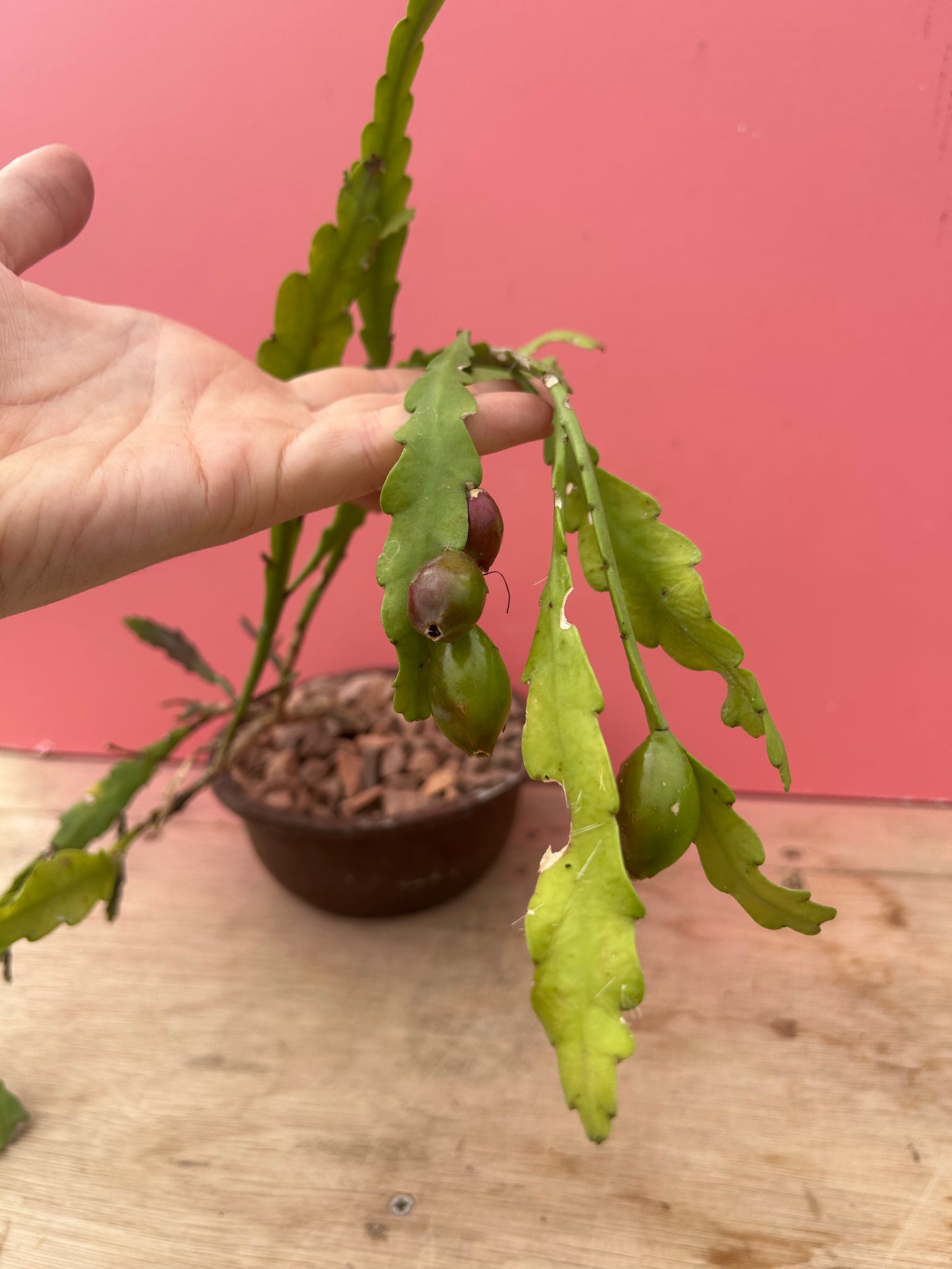Epiphyllum ackermanii in fruit (876)