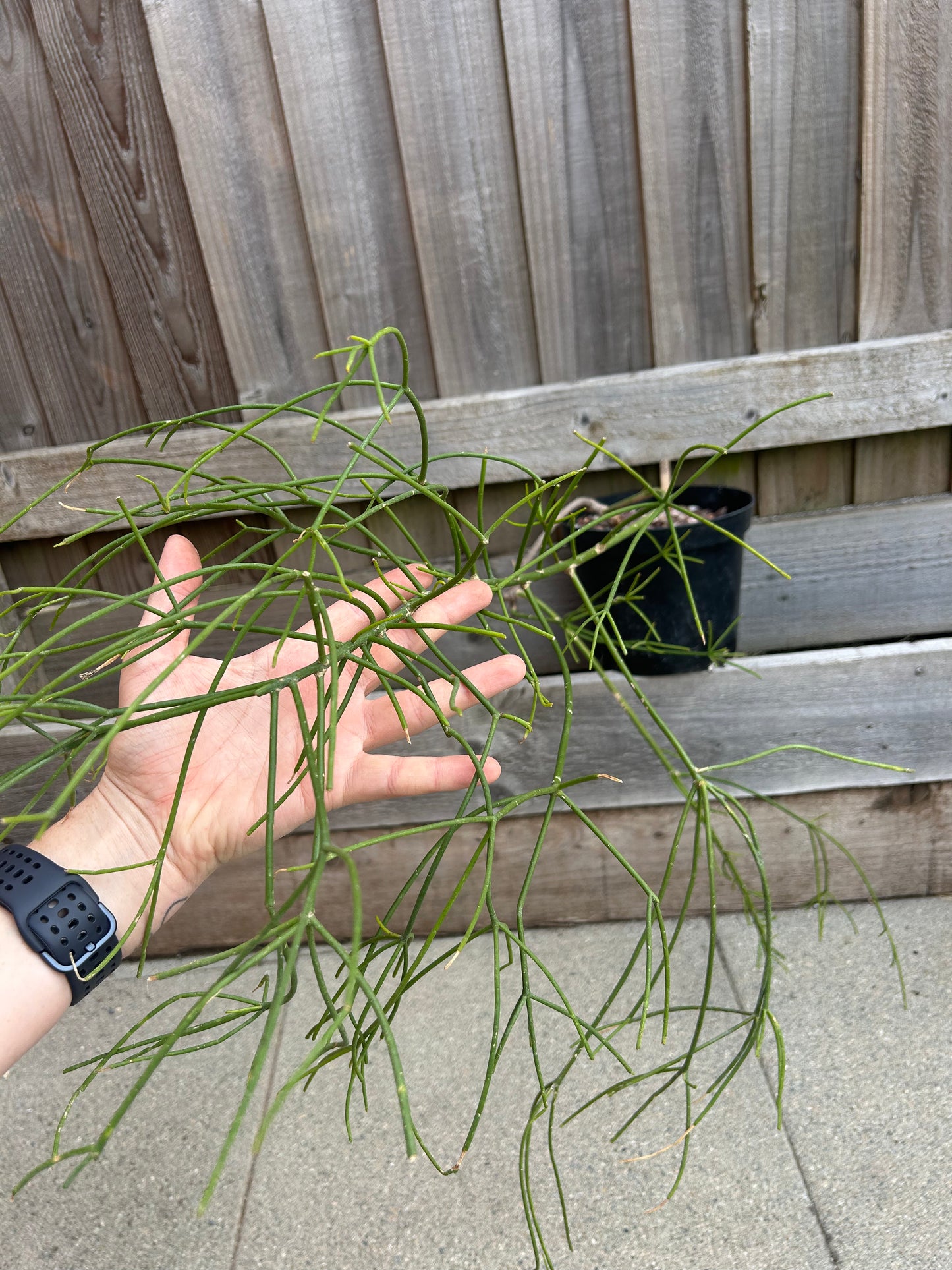 Rhipsalis cereuscula (877)