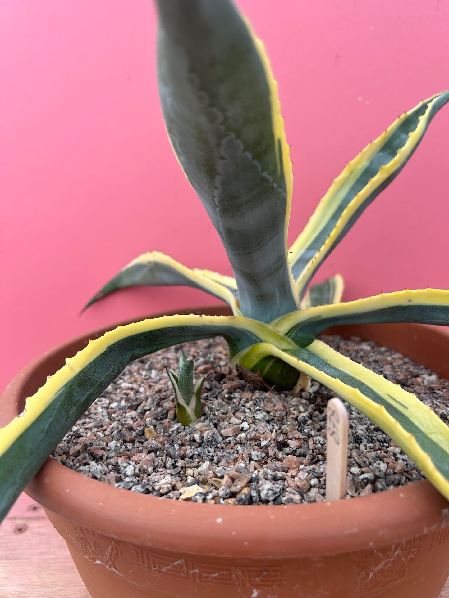 Agave americana variegata (878)