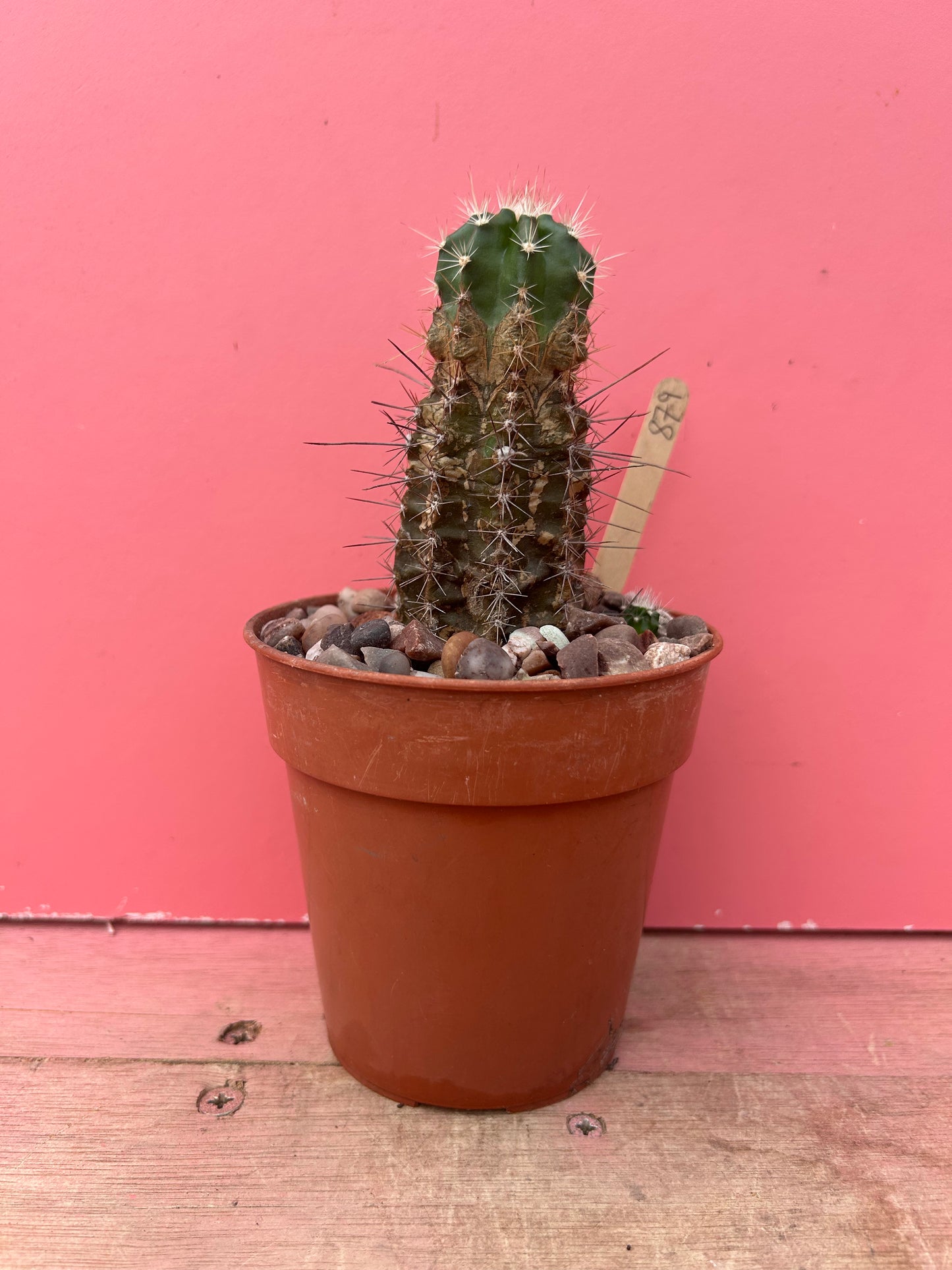 Echinocereus in need of TLC (879)