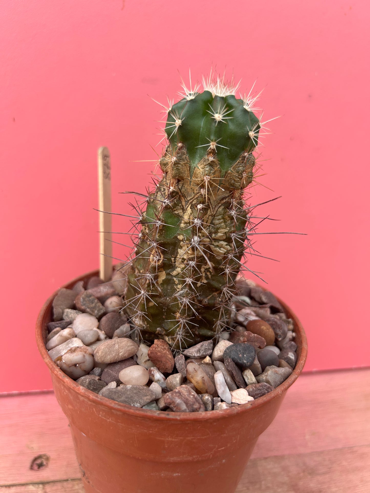 Echinocereus in need of TLC (879)