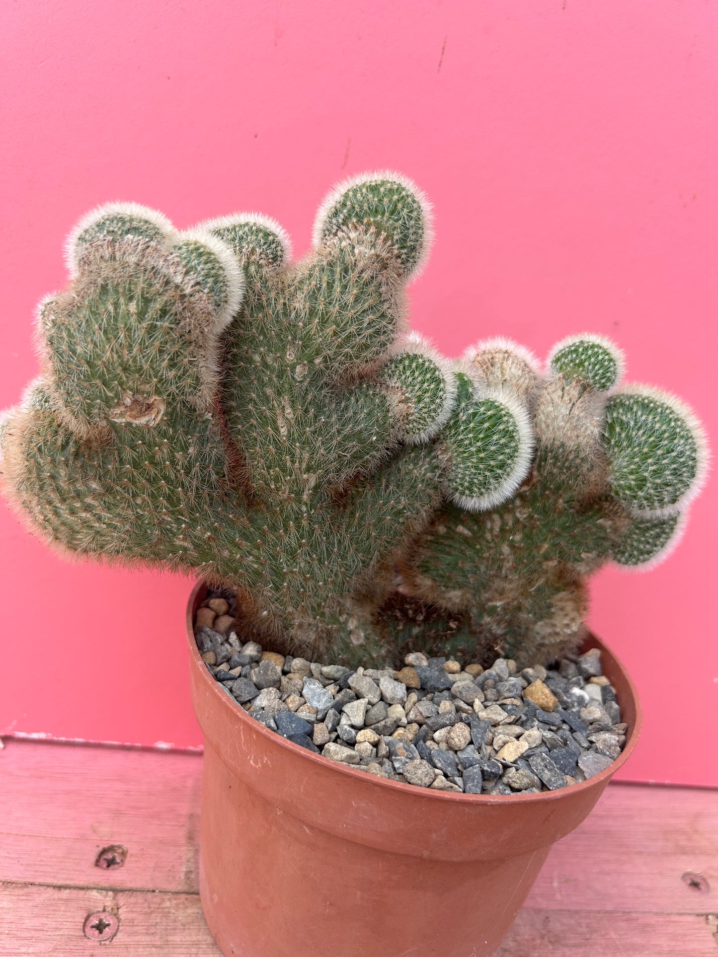Cleistocactus cristate (880)