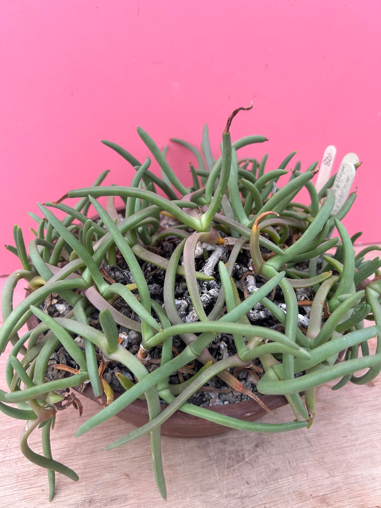 Cephalophyllum aureorubrum (881)