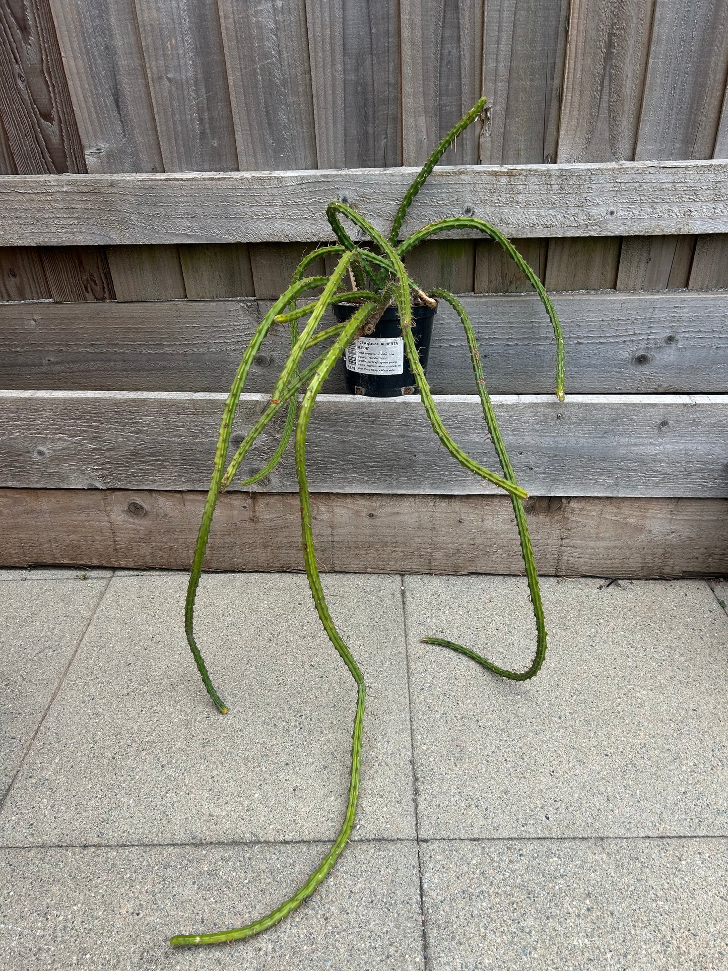 Aporocactus 'Rats Tail Cactus' (883)