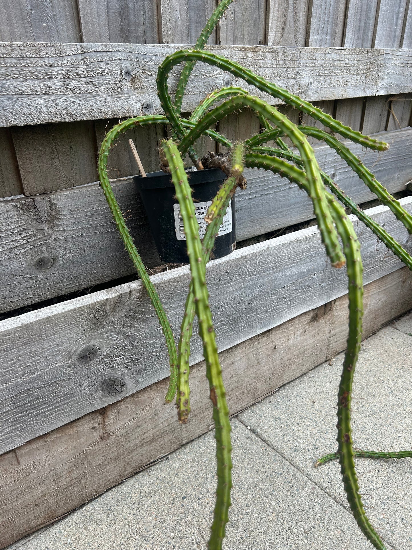 Aporocactus 'Rats Tail Cactus' (883)