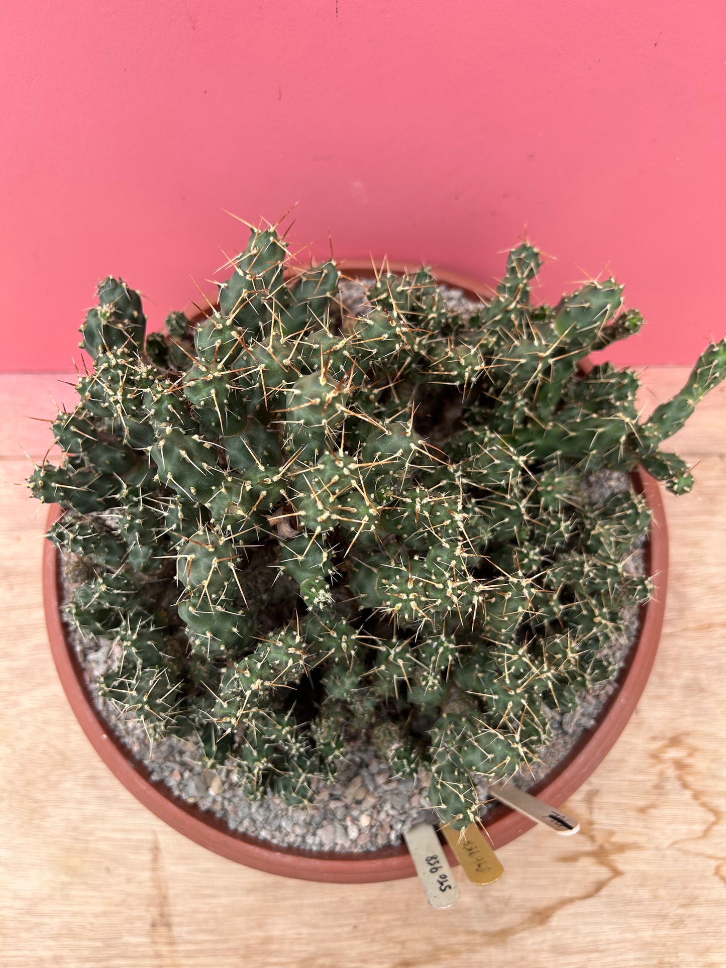Tephrocactus rossianus (884)