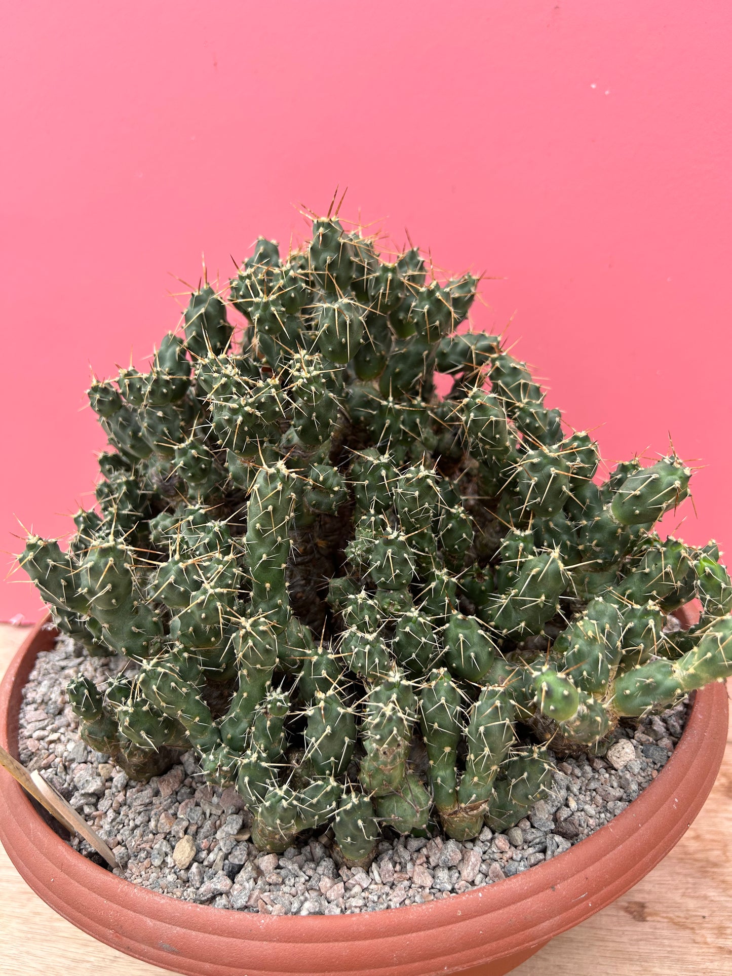 Tephrocactus rossianus (884)