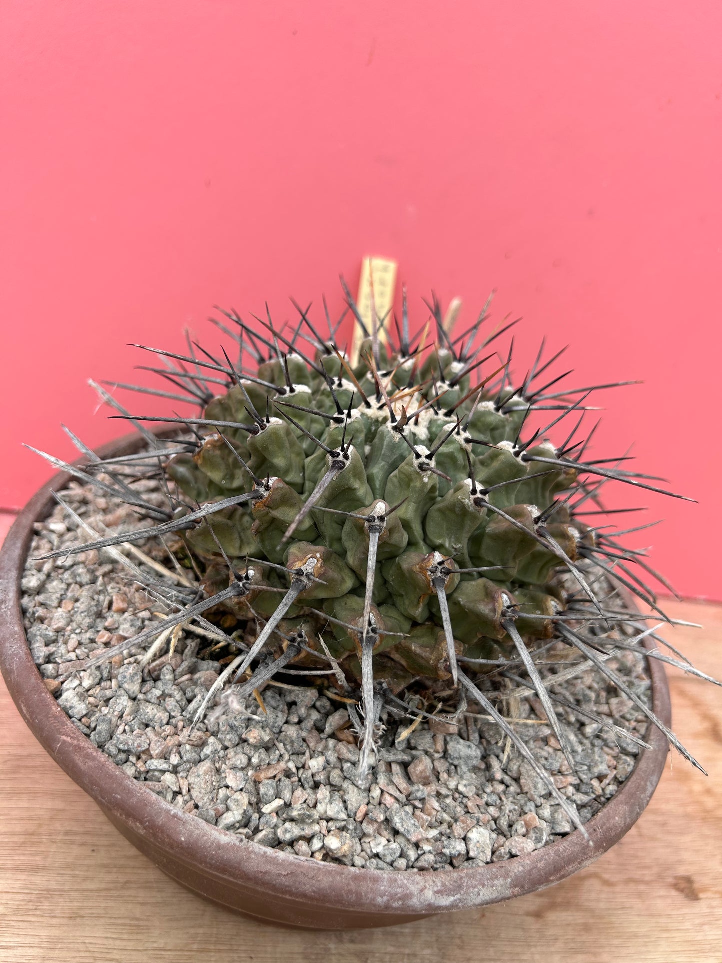 Thelocactus lophothele (885)