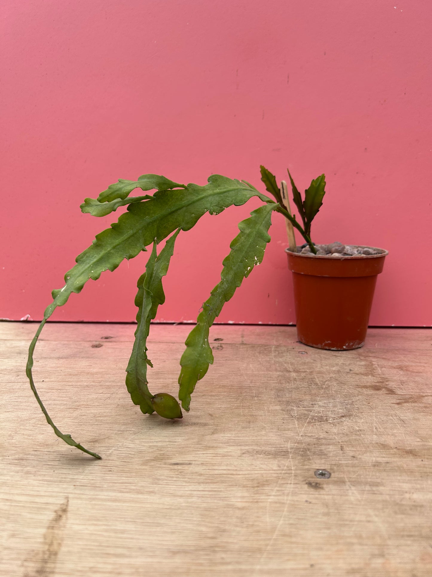 Epiphyllum ackermanii in fruit (886)