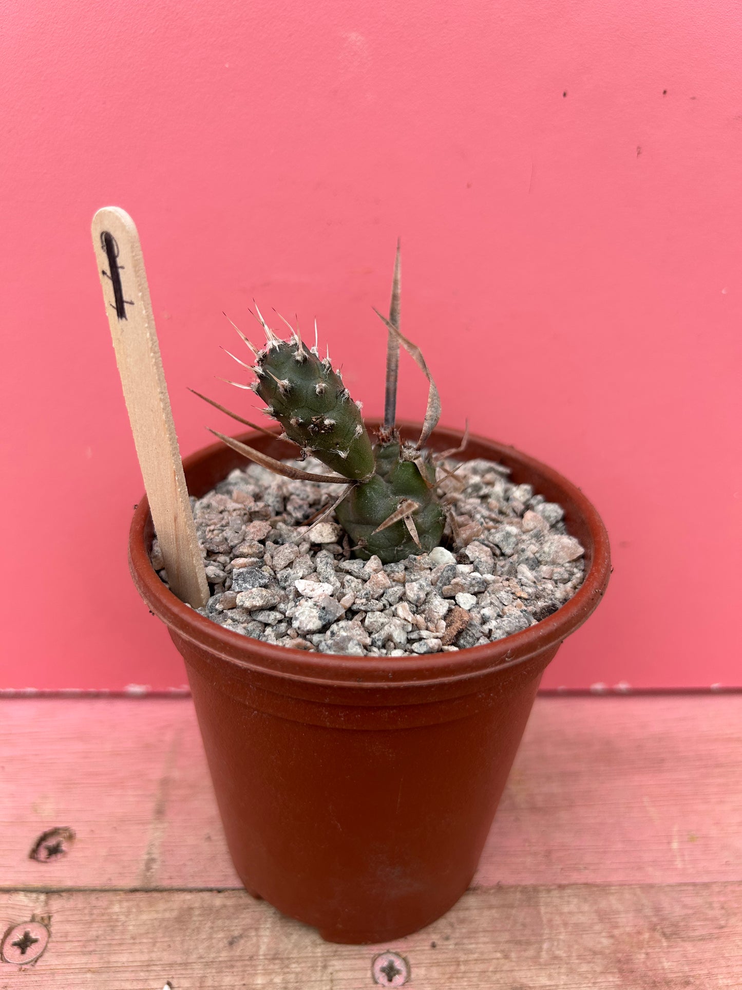 Tephrocactus articulatus pup (887)