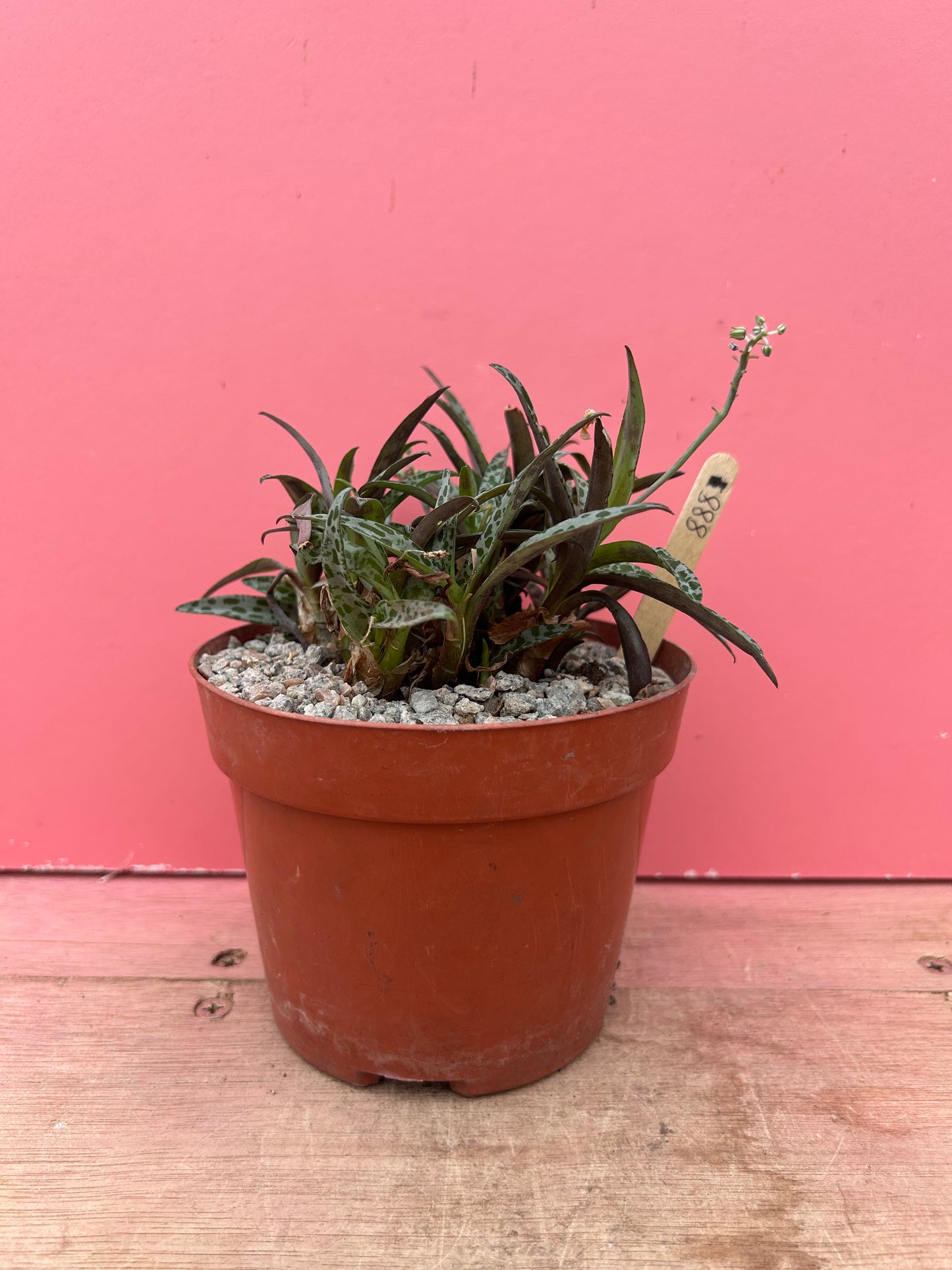 Ledebouria sociallis 'Silver Squill' (888)