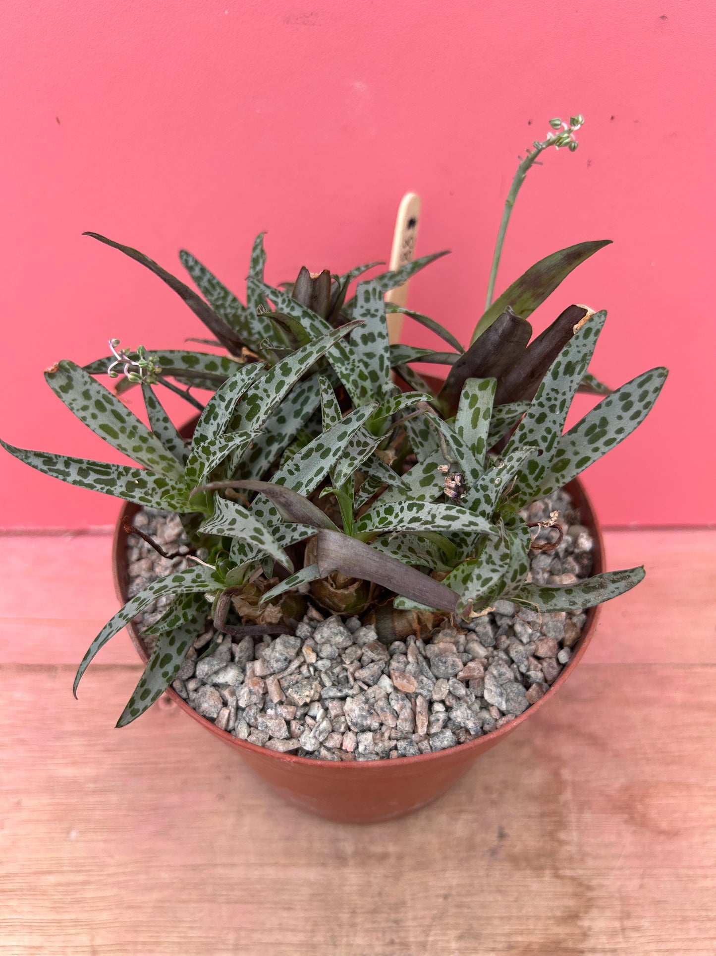 Ledebouria sociallis 'Silver Squill' (888)