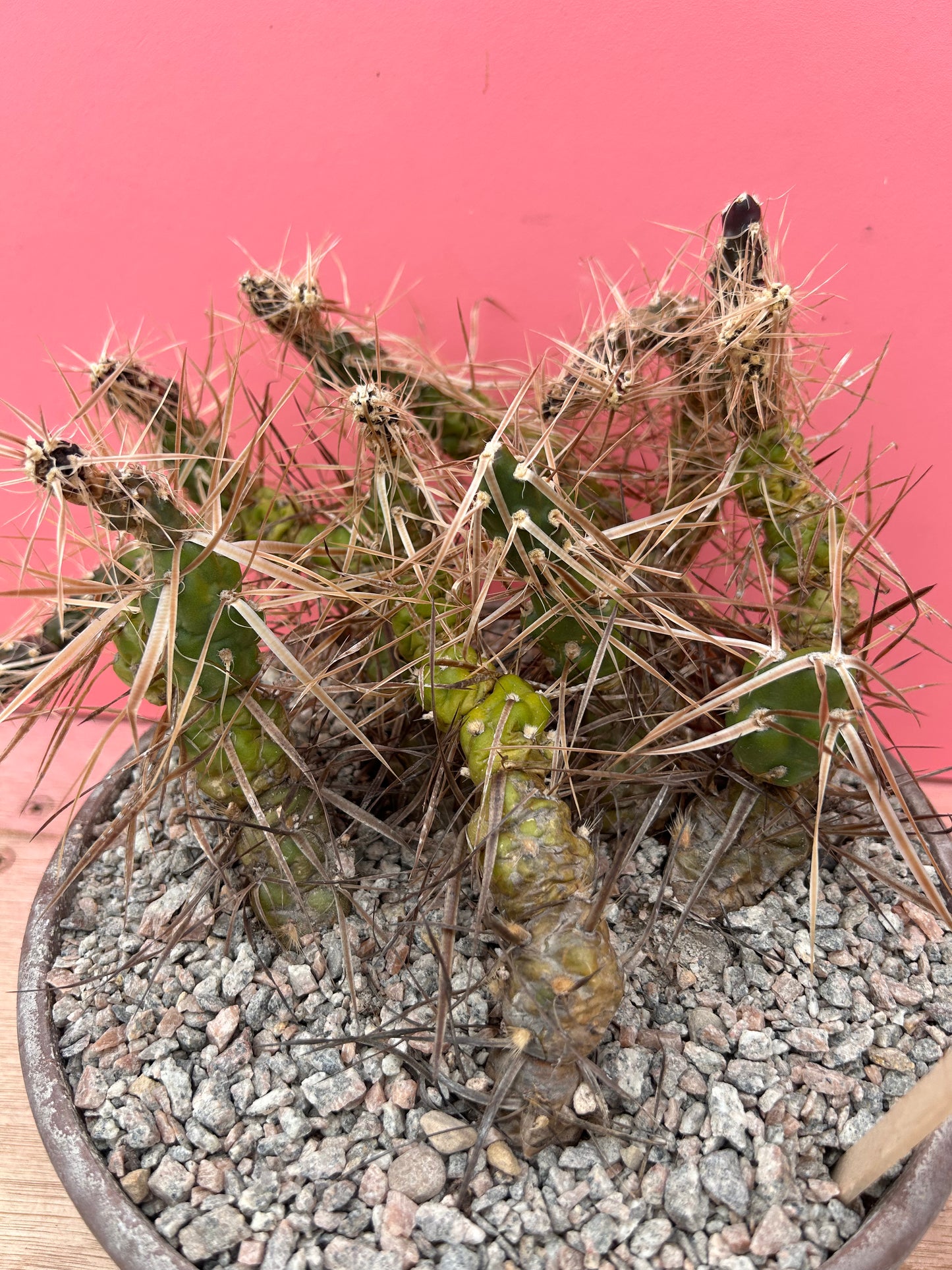 Tephrocactus species (899)