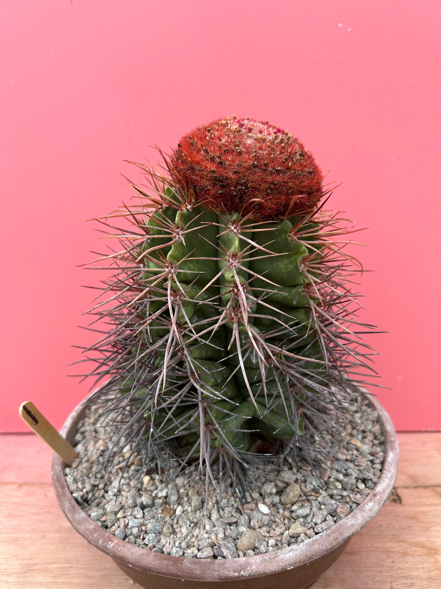 Melocactus lanssensianus 'Turks Cap Cactus' (890)