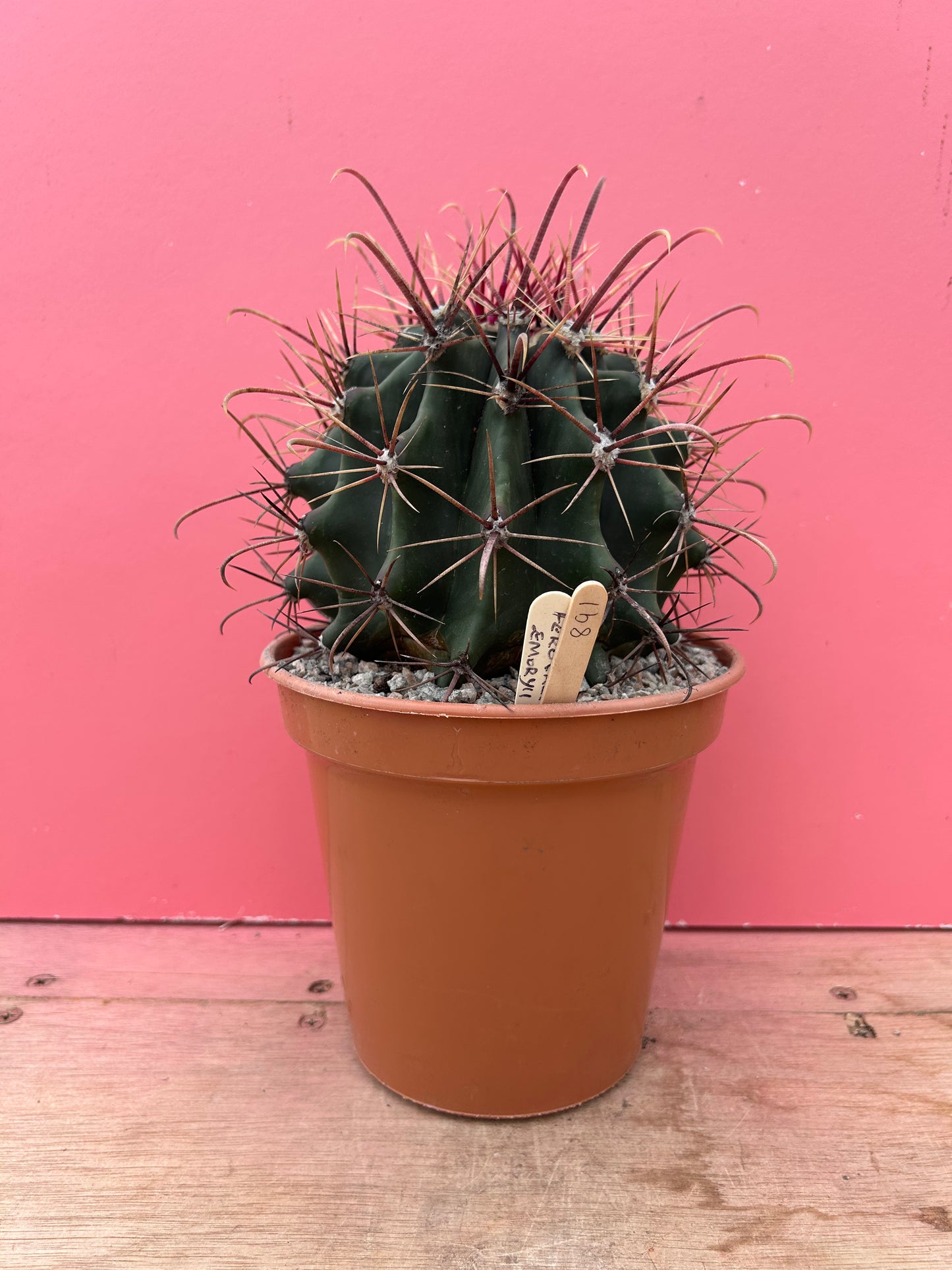 Ferocactus emoryii (891)