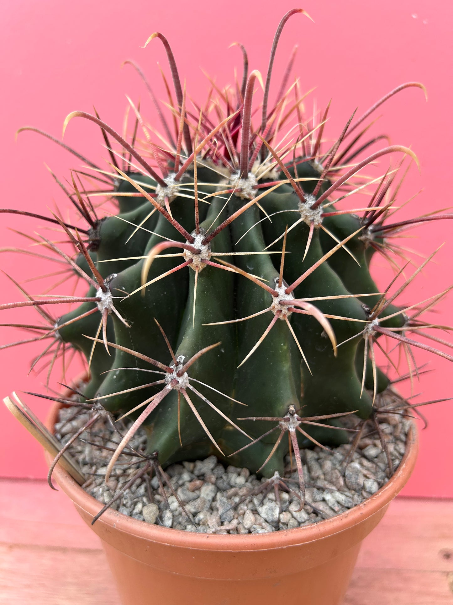 Ferocactus emoryii (891)