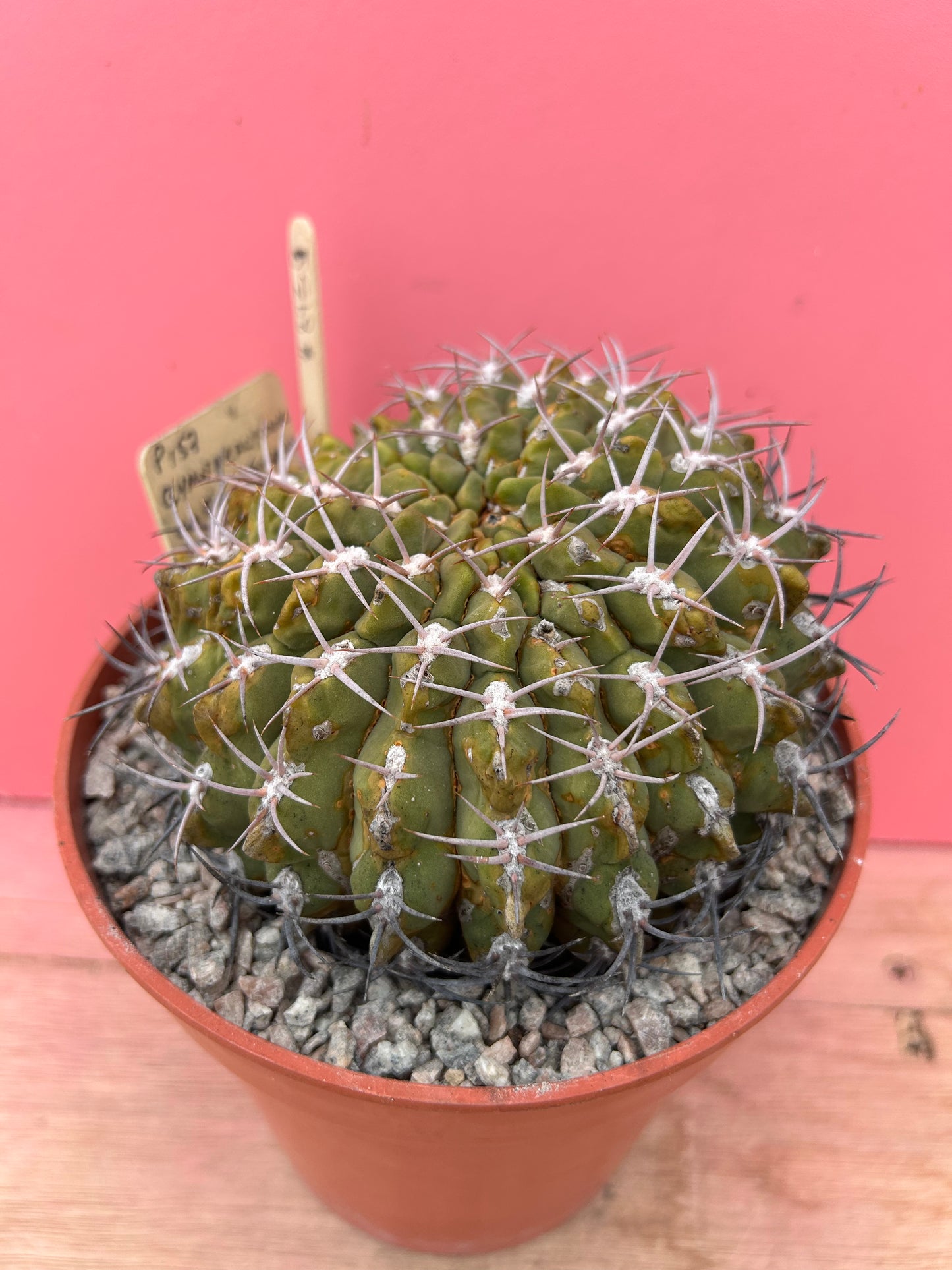 Gymnocalycium carminantitum (893)