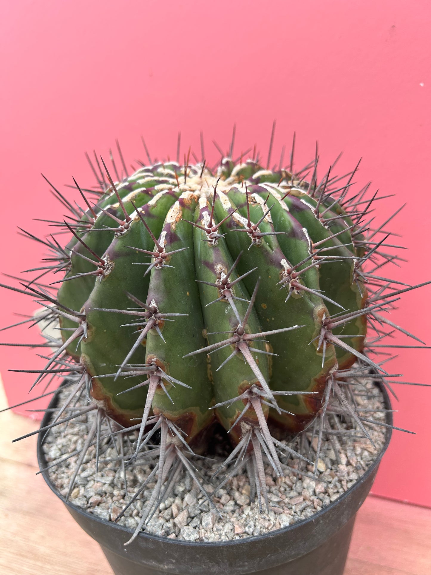 Echinocactus ingens (894)